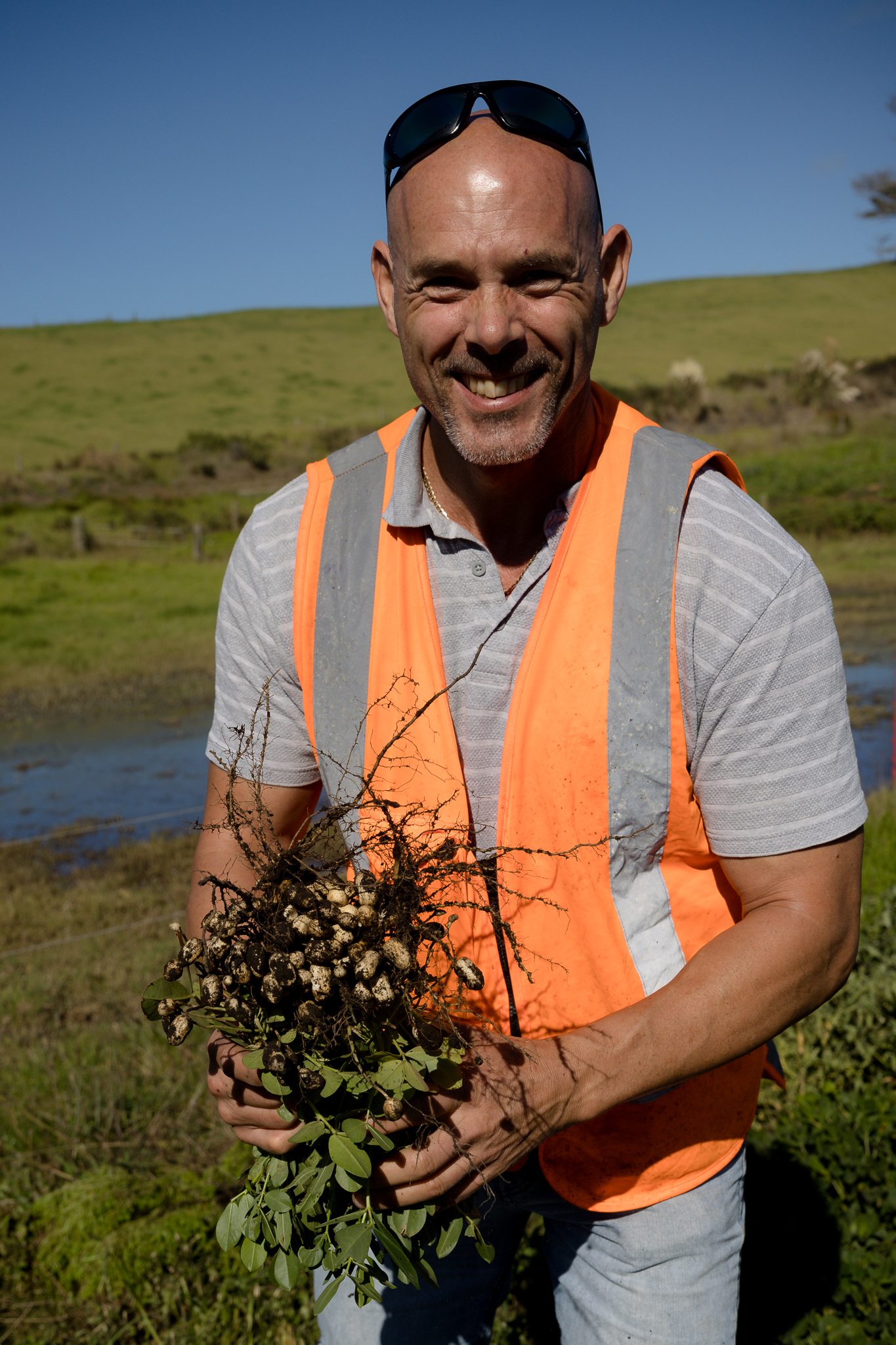 Northland Inc project manager Greg Hall in the field during the harvest of the Year 1 trials. Photo / Northland Inc
