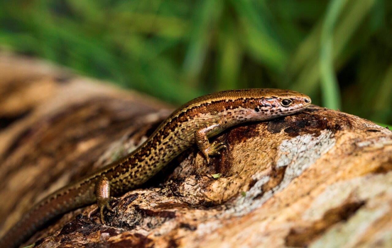 The Chesterfield skink. CREDIT: Sabine Bernert