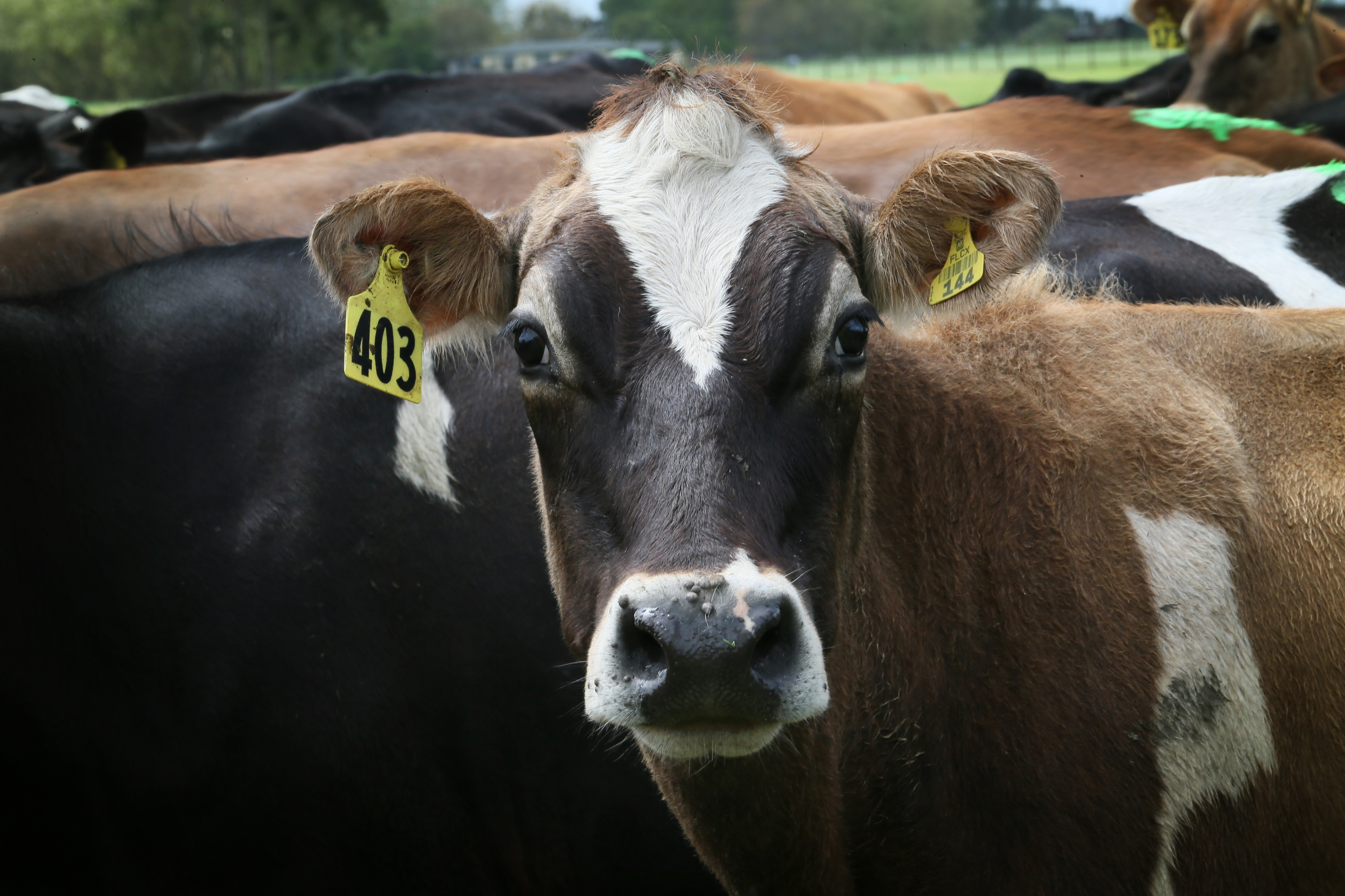 This is the second GDT increase since prices plunged 6.9% at the beginning of July. Photo / DairyNZ