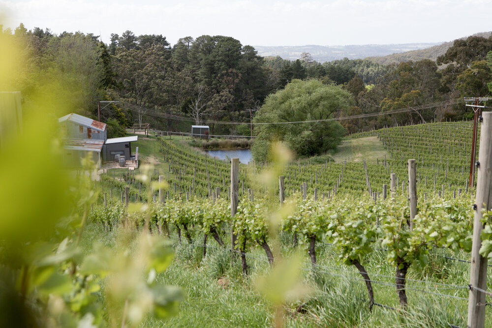 CRFT’s Arranmore vineyard in Piccadilly Valley, a sub-region of Adelaide Hills. Photo / Supplied