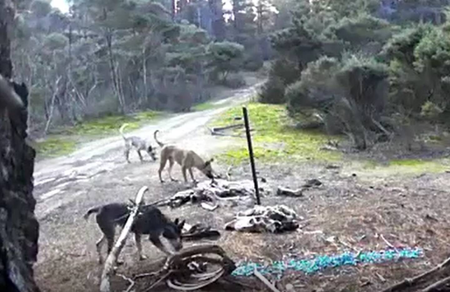 Feral and roaming dogs have been causing problems for Northlanders. Photo / Anne-Marie Nilsson