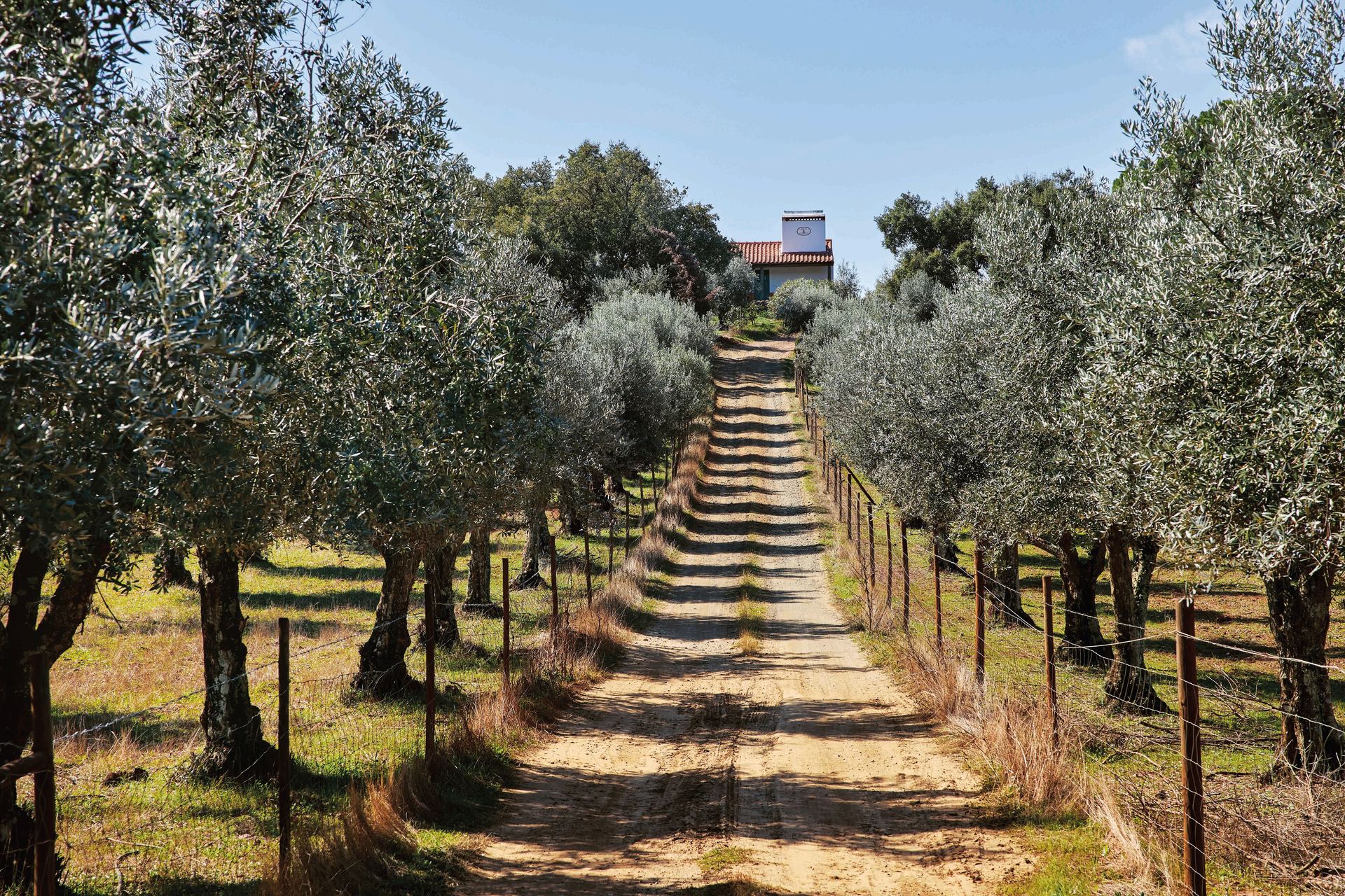 Portugal has, over centuries of global exploration and expansion, brought a global larder of ingredients to its shores. Photo / Mario Ambrazio and Rafael Rodrigues, Raw Studio