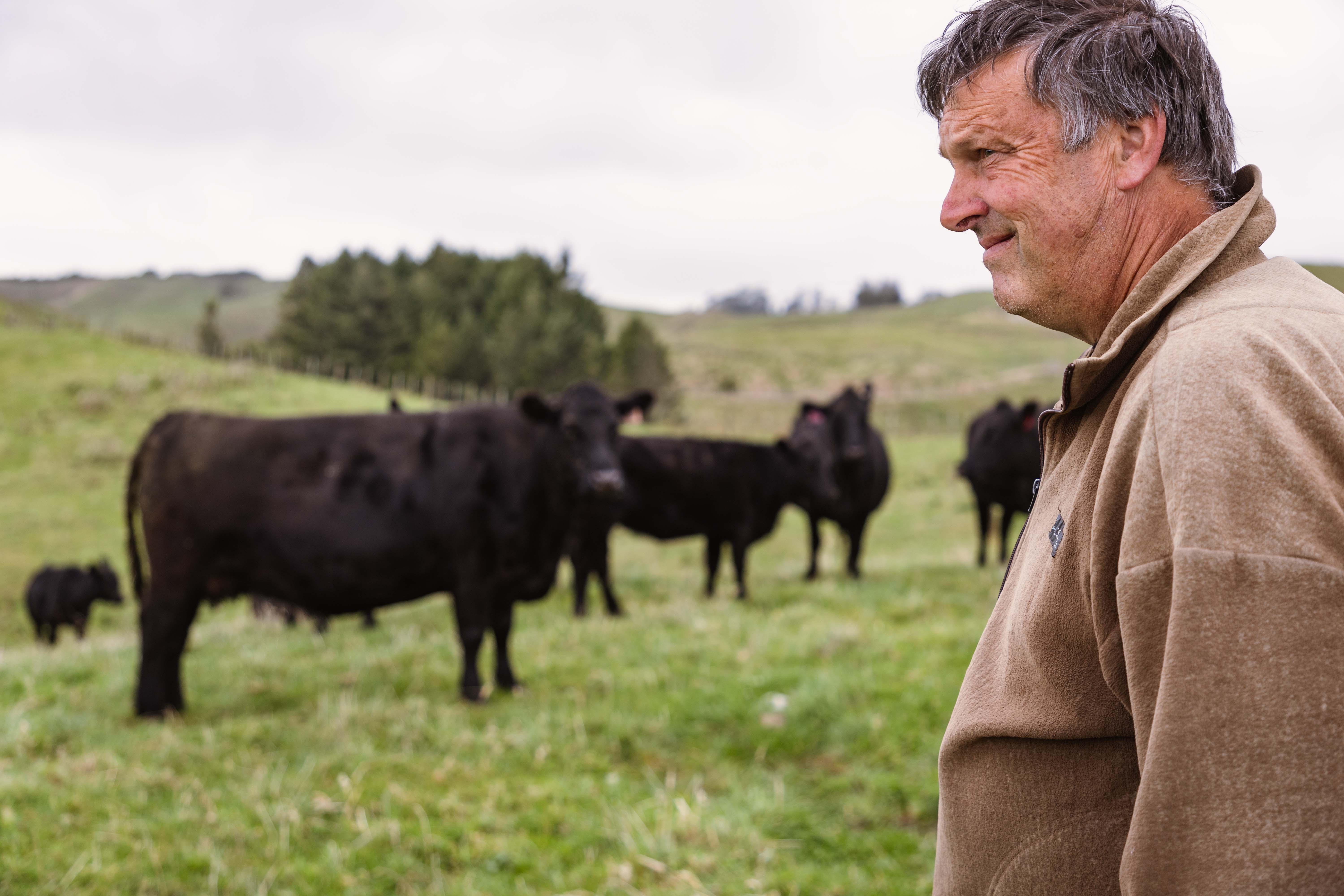 Brent Mountfort has Angus cows and calves on his farm. Photo / Alex Cairns