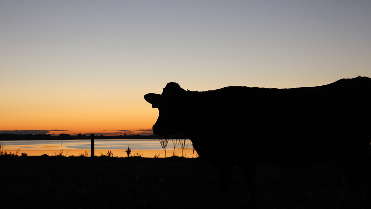 AgResearch has released a new report on the carbon footprint and opportunities for emissions saving in the dairy sector. Photo / Lucy Penellum