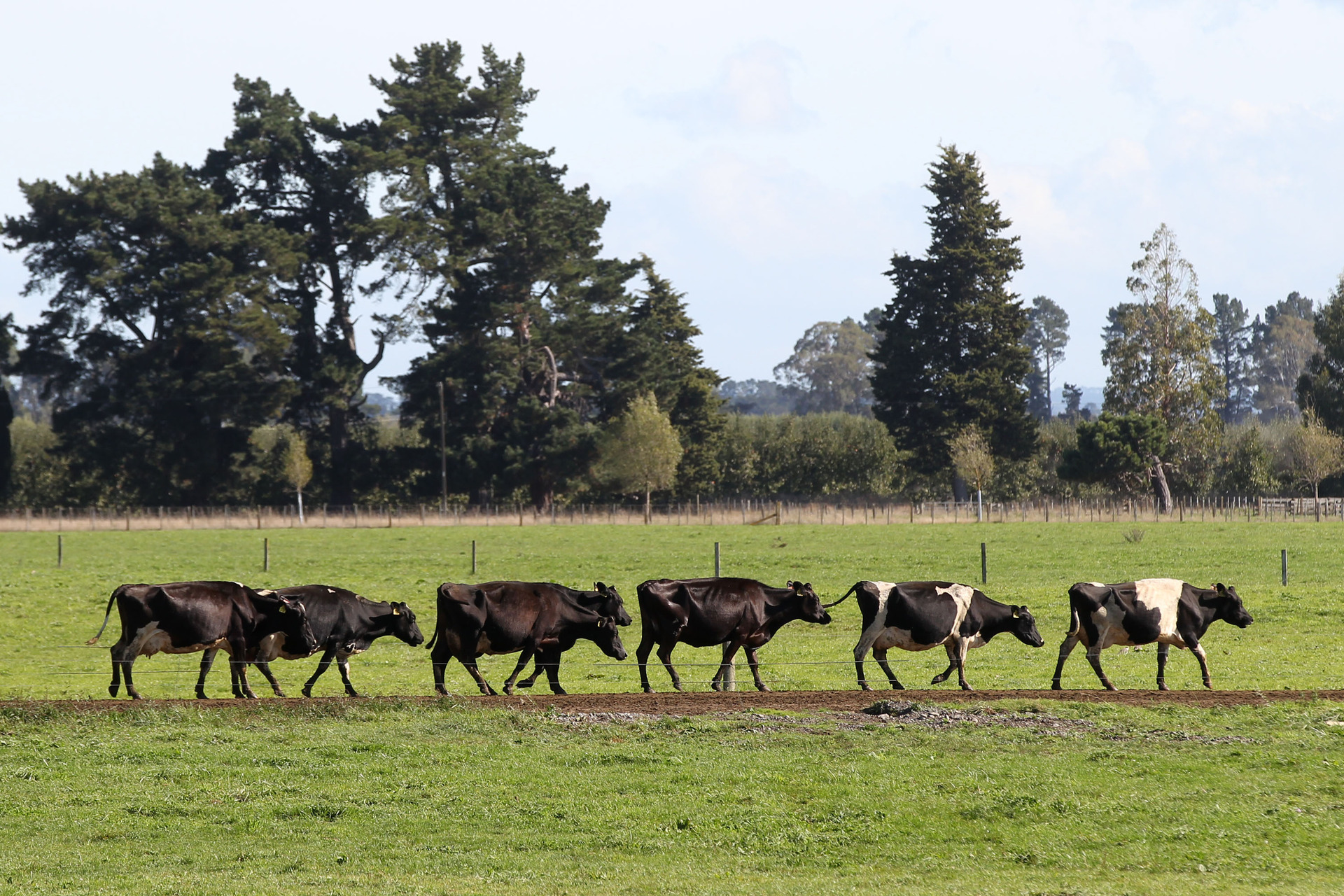 Dairy Companies Association of New Zealand is calling for immediate capping of agricultural subsidies. Photo / Duncan Brown