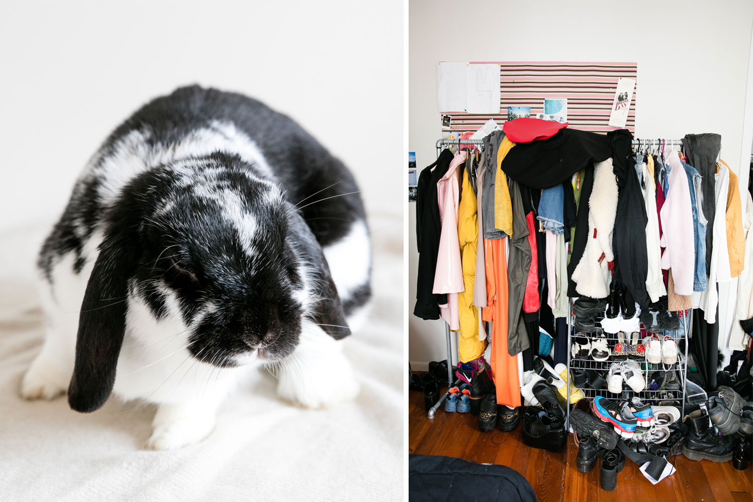 Baby bunny Toby; Clothes rack. Pictures / Babiche Martens