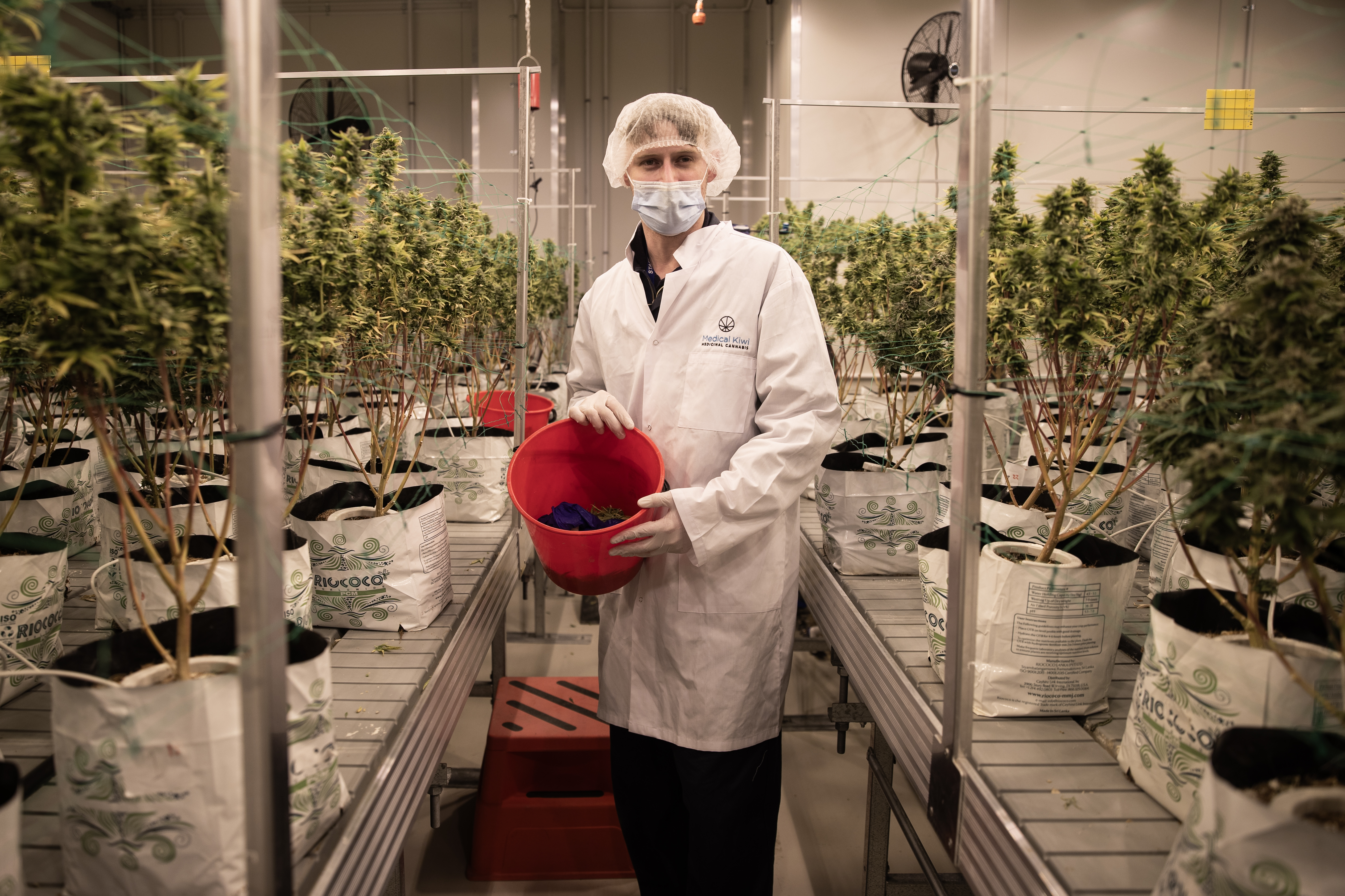 Aether Pacific Pharmaceuticals cultivation supervisor Louis Whitelaw harvesting medicinal cannabis in the company's Christchurch branch. Photo / George Heard 