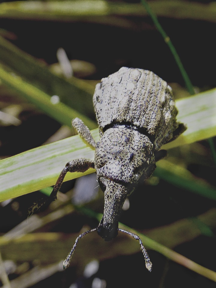 The Canterbury knobbled weevil. CREDIT: Emily Fountain