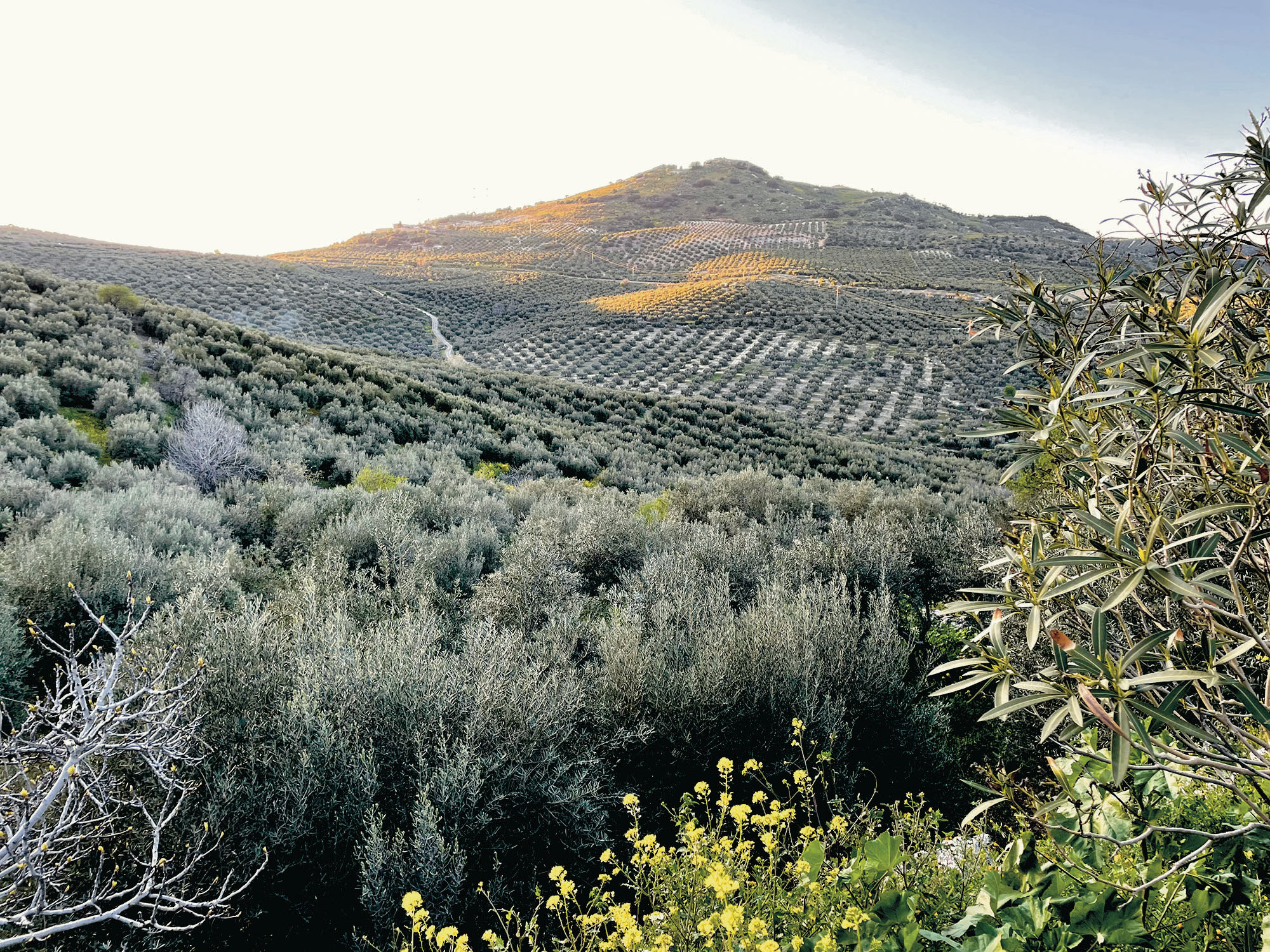 Olive groves in Andalucia. Photo / Michael Lamb