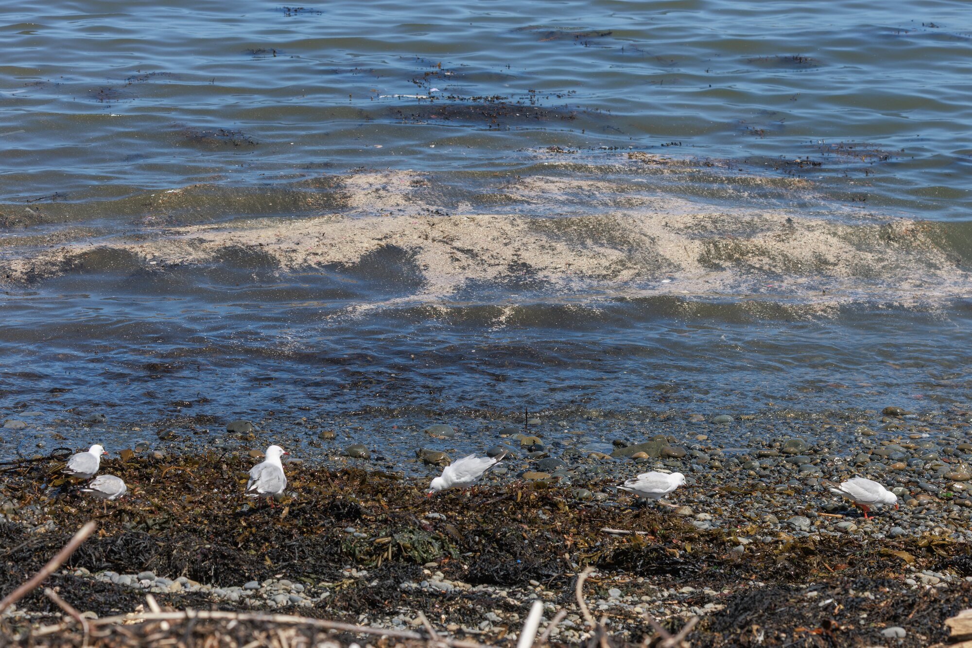 Toilet paper and raw sewage can be seen in the water near the Moa Point wastewater treatment plant. Photo / Mark Mitchell