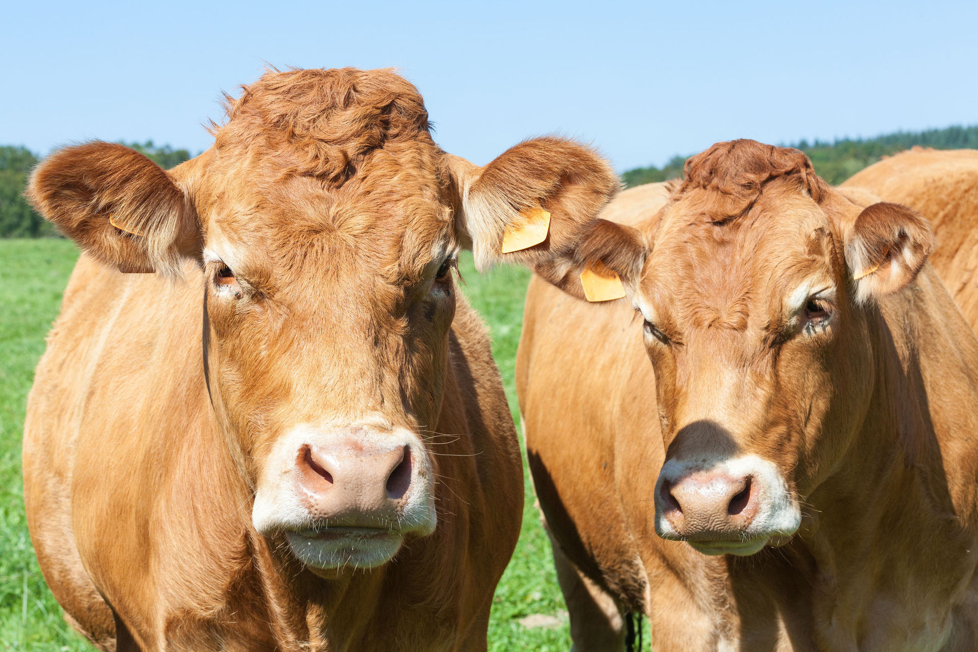 Two friendly Limousin cattle beasts. The beef and dairy industries have expressed disappointment at aspects of an EU free trade deal's benefits. Photo / Supplied