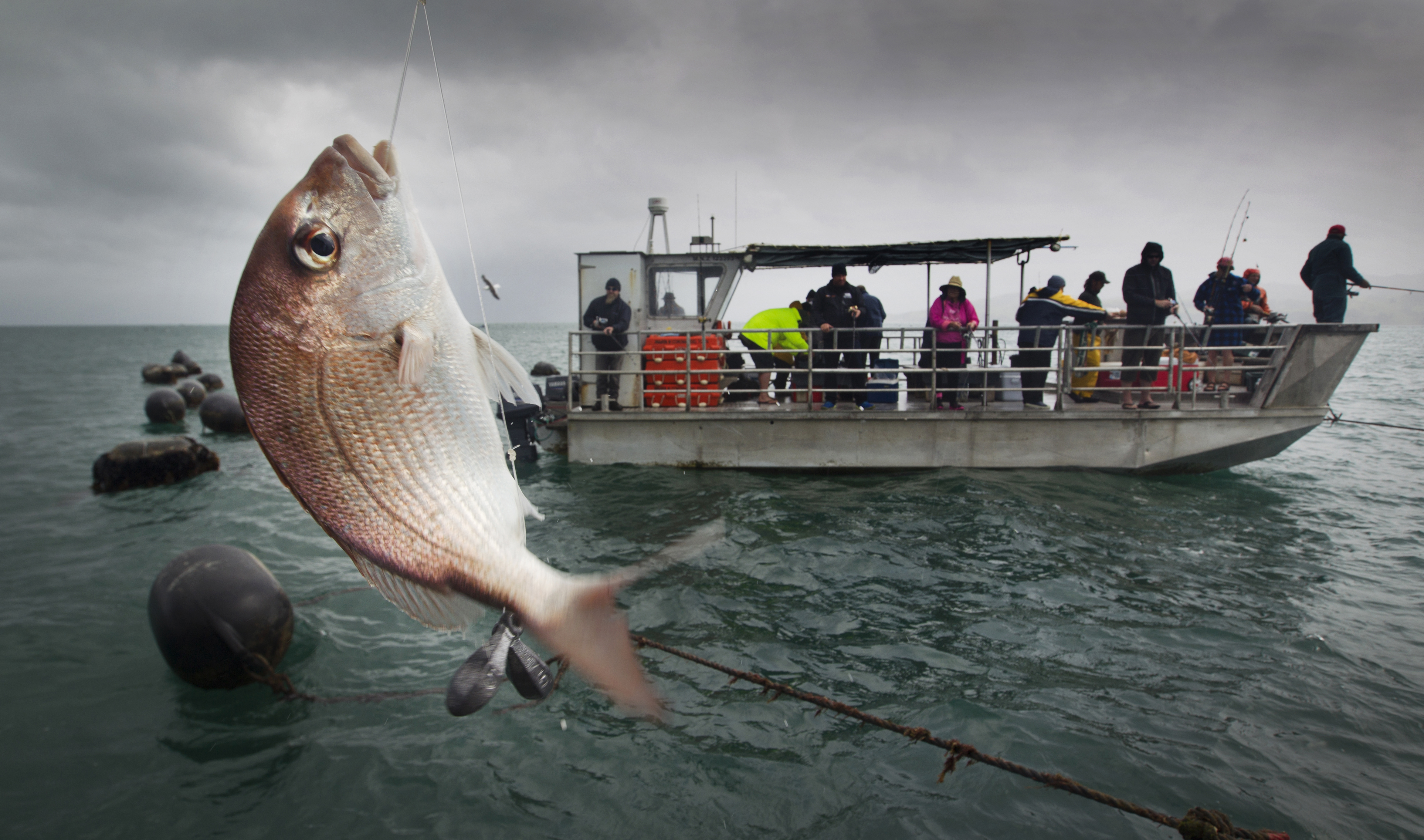 The Hauraki Gulf Tīkapa Moana Marine Protection Bill proposes to establish marine reserves, seafloor protection areas, and high protection areas in the Hauraki Gulf. Photo / Alan Gibson.