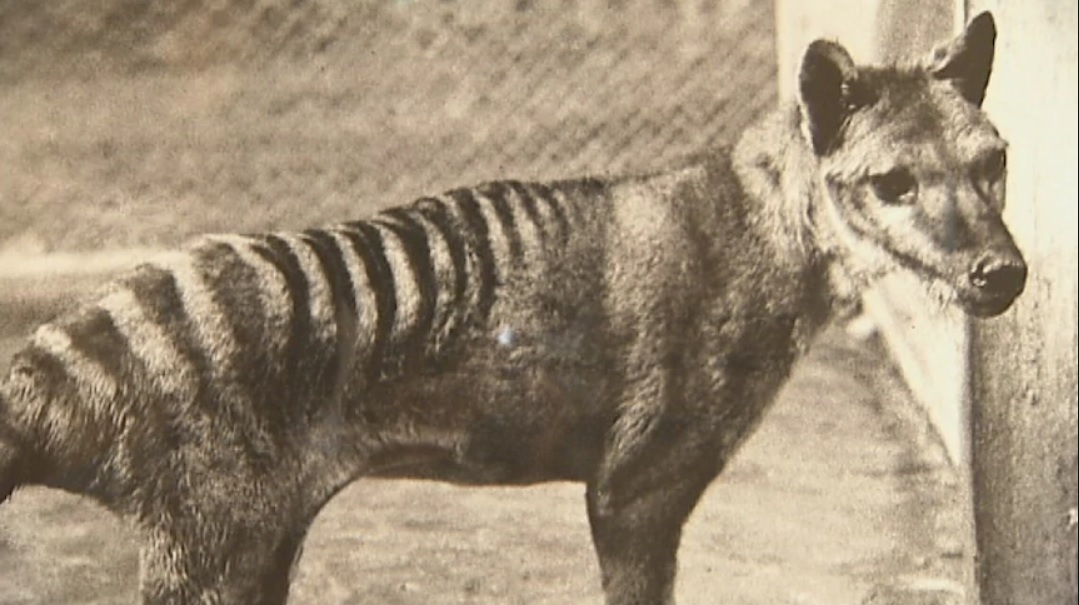 Juraussie Park: Scientists vow to bring Tasmanian tiger back from