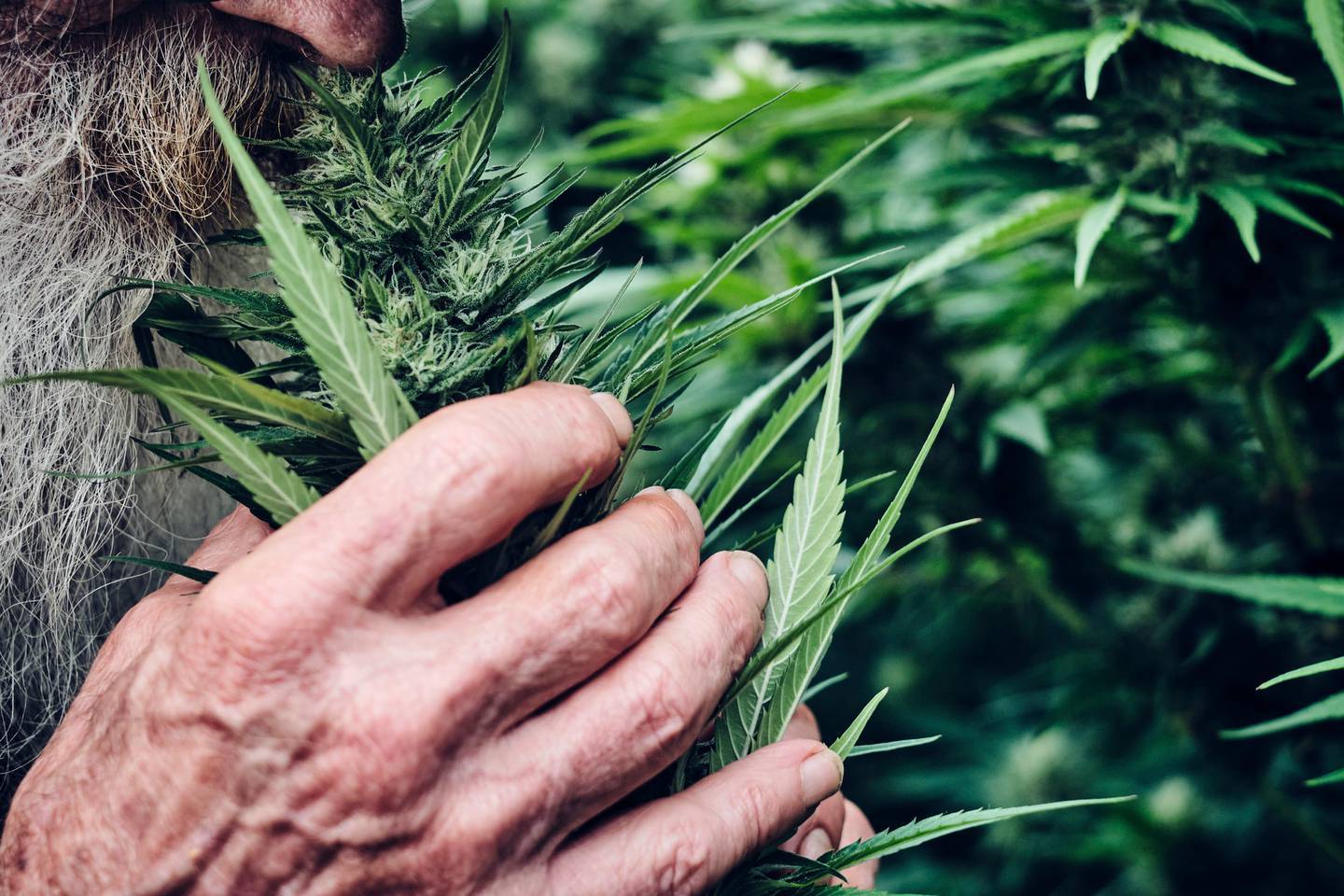A New Zealand medicinal cannabis company is trialling a substitute for sleep and pain medication in aged care facilities. Photo / File