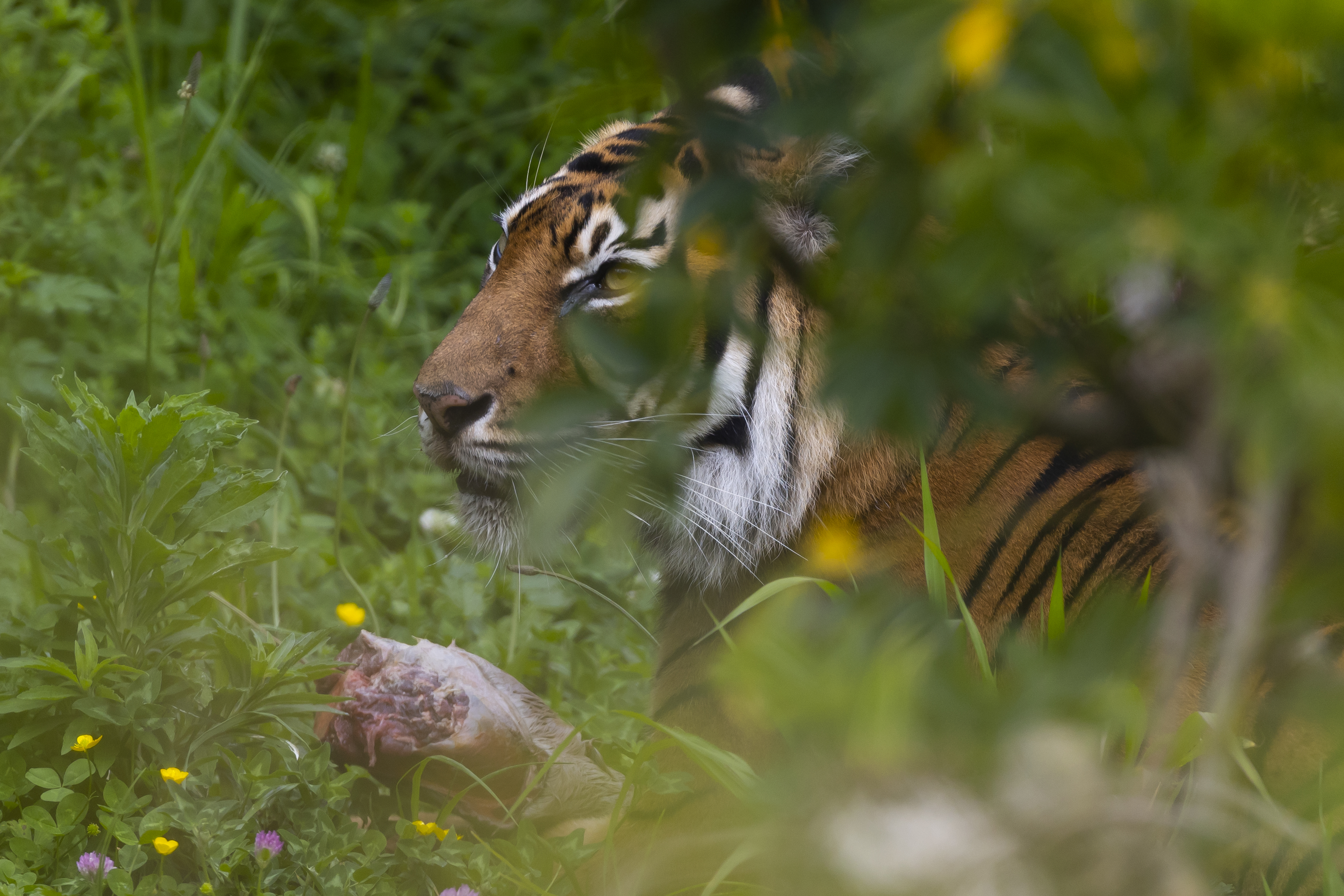 Tataki Auckland Unlimited will retain facilities, like Auckland Zoo. Photo / Brett Phibbs