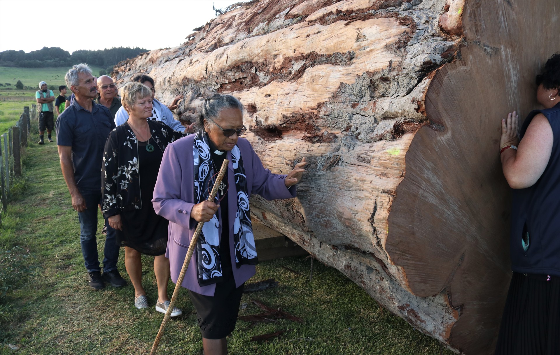Ancient Northland swamp kauri solves 42,000 year old mystery - NZ Herald