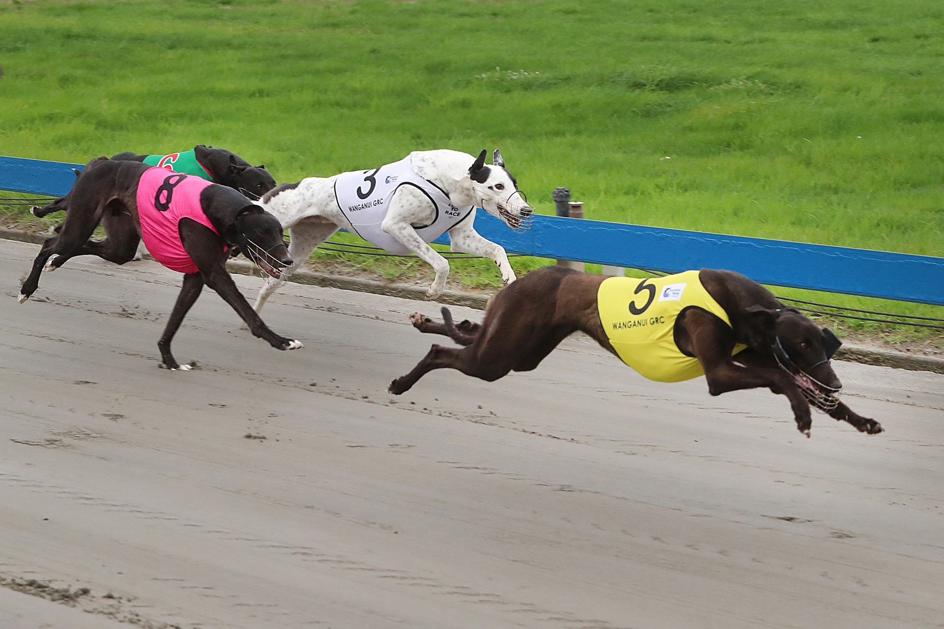 Greyhound racing is to be phased out in New Zealand. Photo / Bevan Conley