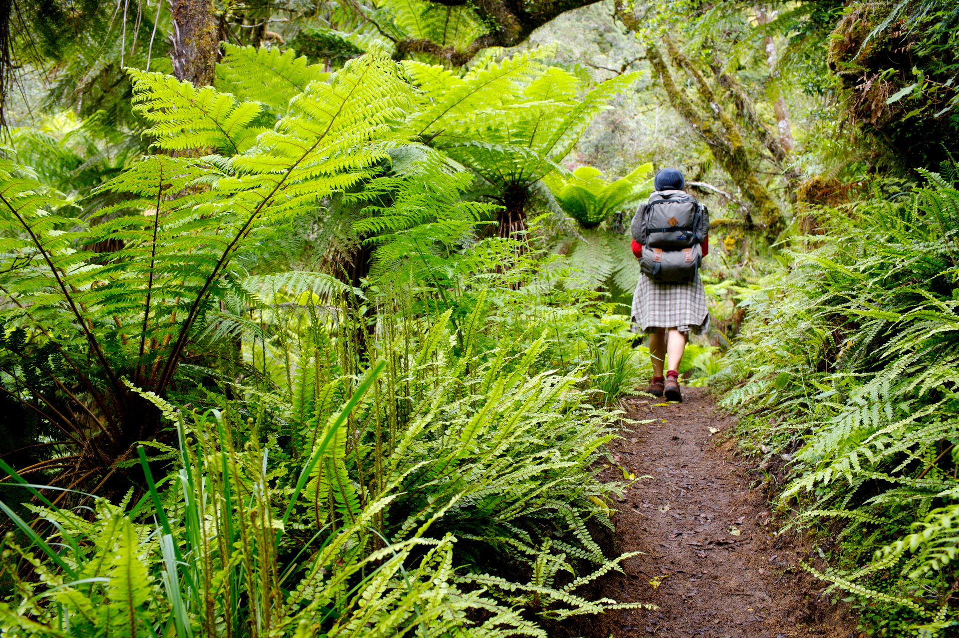 The Lake Waikaremoana Great Walk takes trampers deep into Te Urewera. Photo / Getty Images