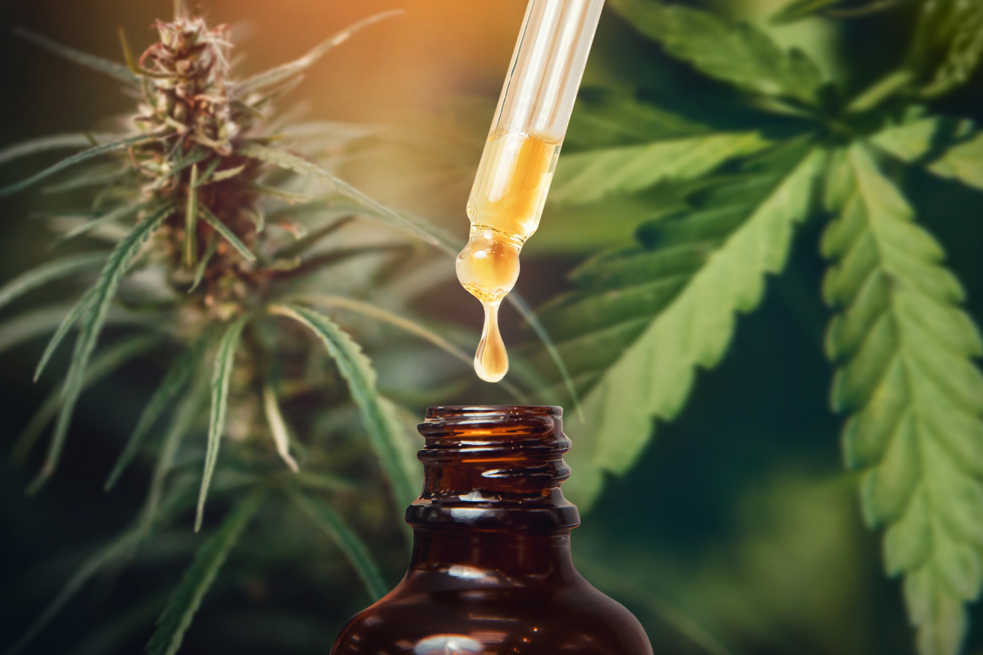 A study found that CBD and THC killed leukaemia cells and that cannabinoids in combination with chemo were more effective than either taken alone. Photo / 123RF