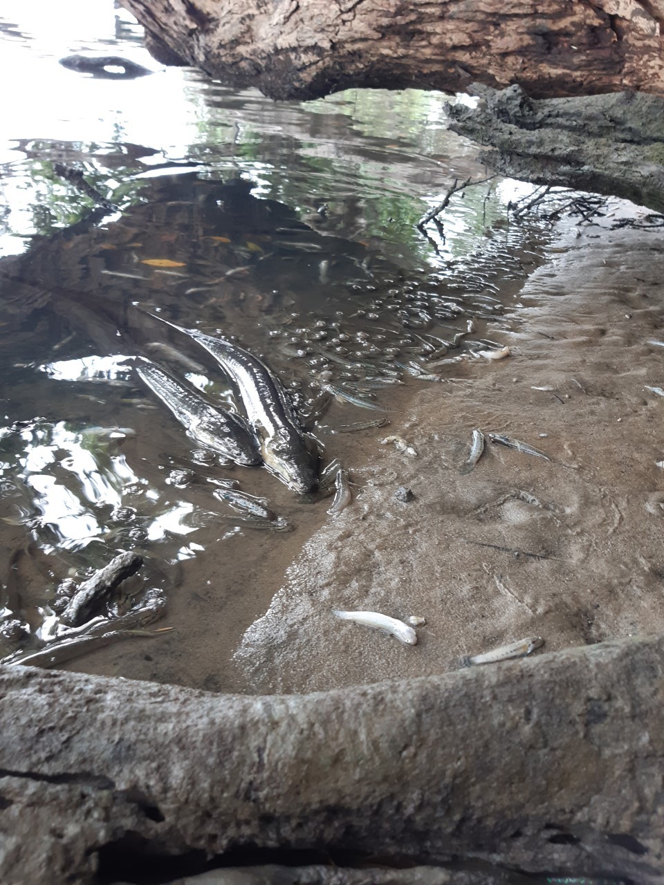 Eels that have beached themselves to escape their water. Photo / David Lourie