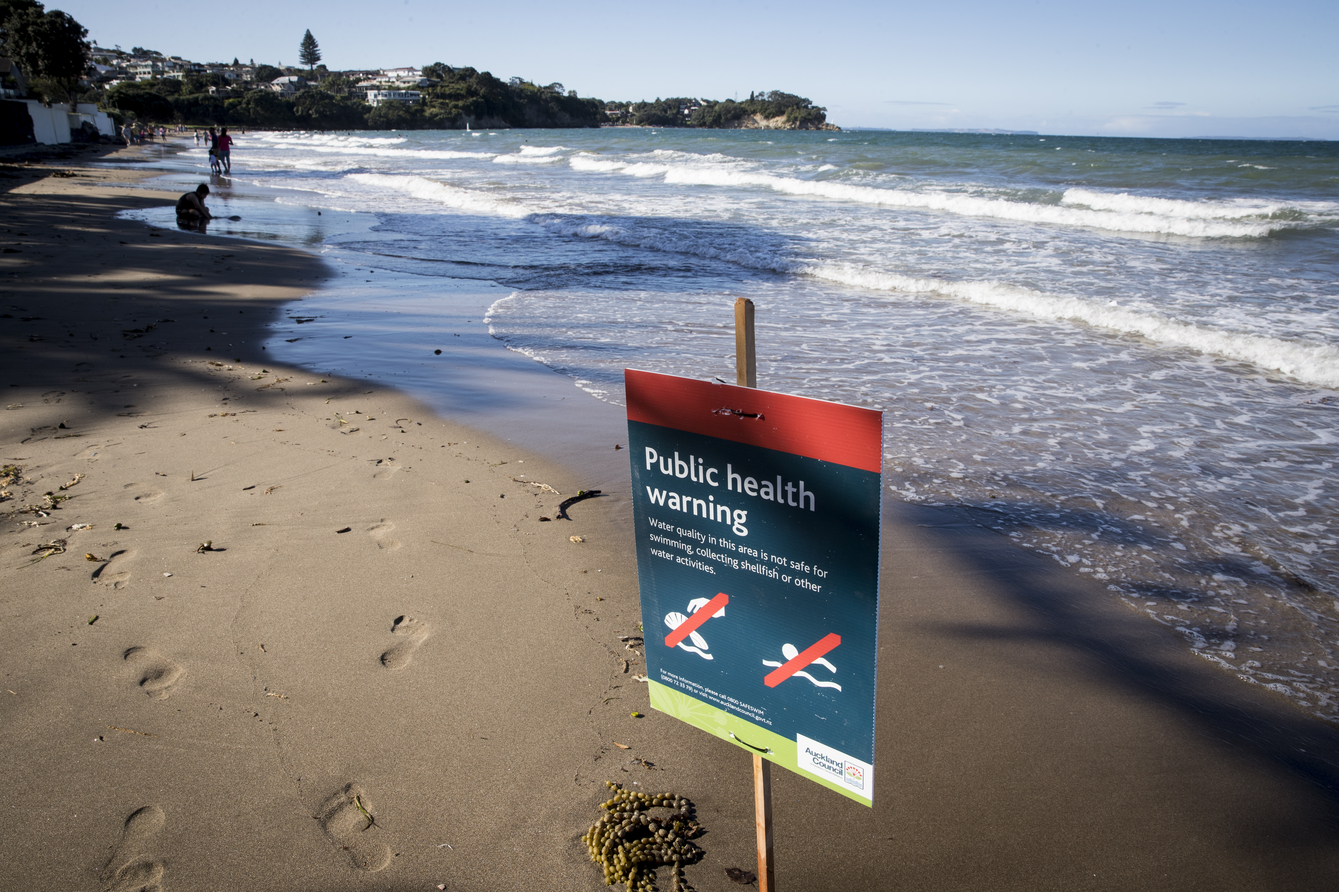Are sewage spills hurting Auckland's marine life? - NZ Herald