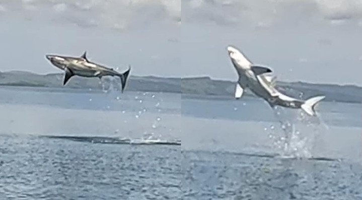 The extremely rare footage was captured on Boxing Day, with a DOC scientist estimating the great white to be close to 3m in length and more than 280kg. Photo / Jason Bragg