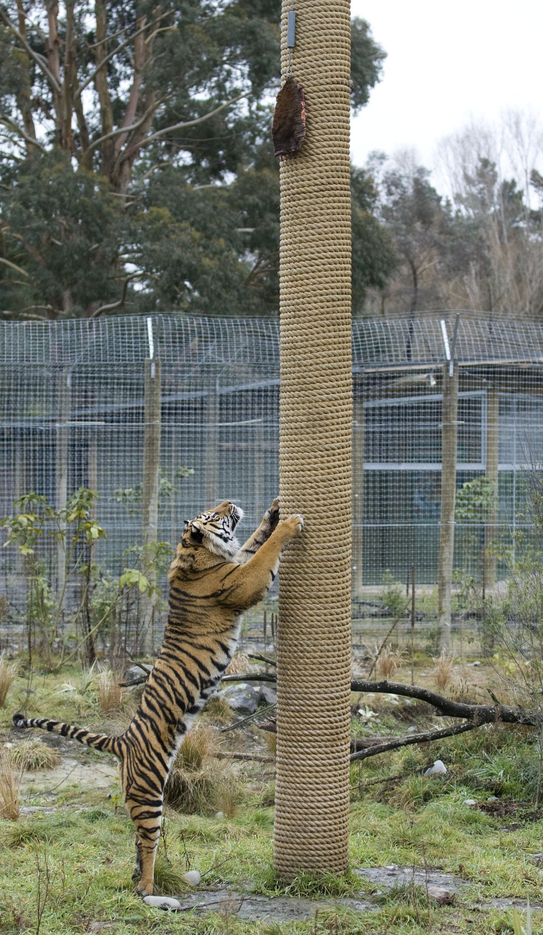 A Kaiapoi resident thought she saw a big cat in 1977. There was speculation a tiger had escaped from Orana Wildlife Park. It hadn't. Sendiri the 
tiger pictured at the park in 2007. Photo / Simon Baker