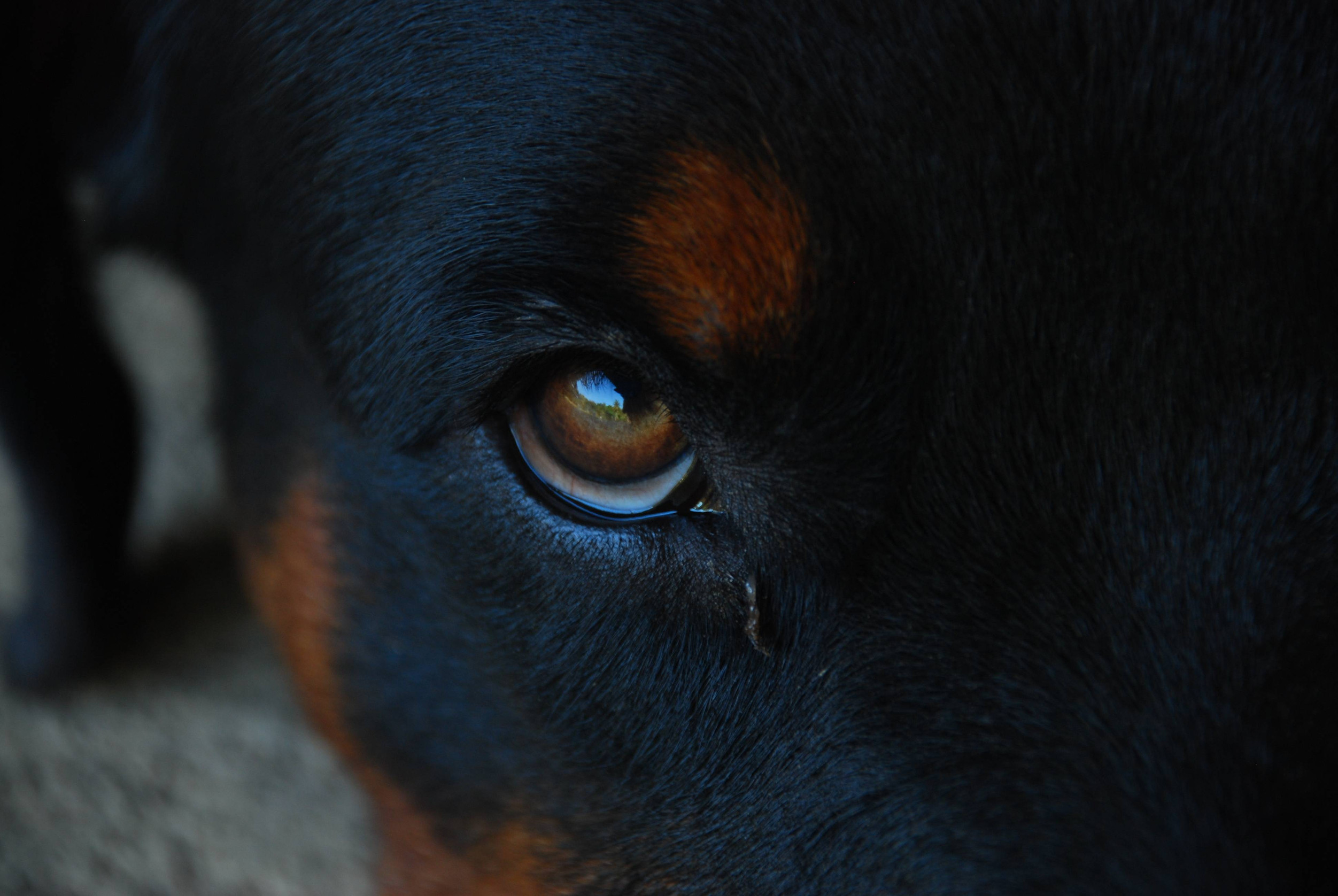 Since March 2020, Auckland Council has concluded more than 611 prosecutions under the Dog Control Act. Photo / 123RF