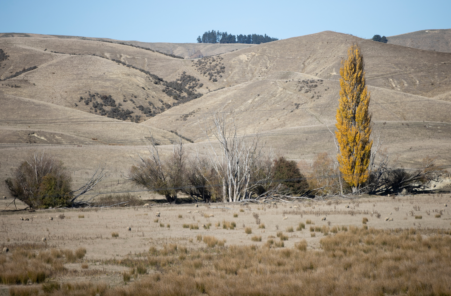 The medium-scale adverse event classification means drought-hit farmers can defer tax payments. Photo / George Heard
