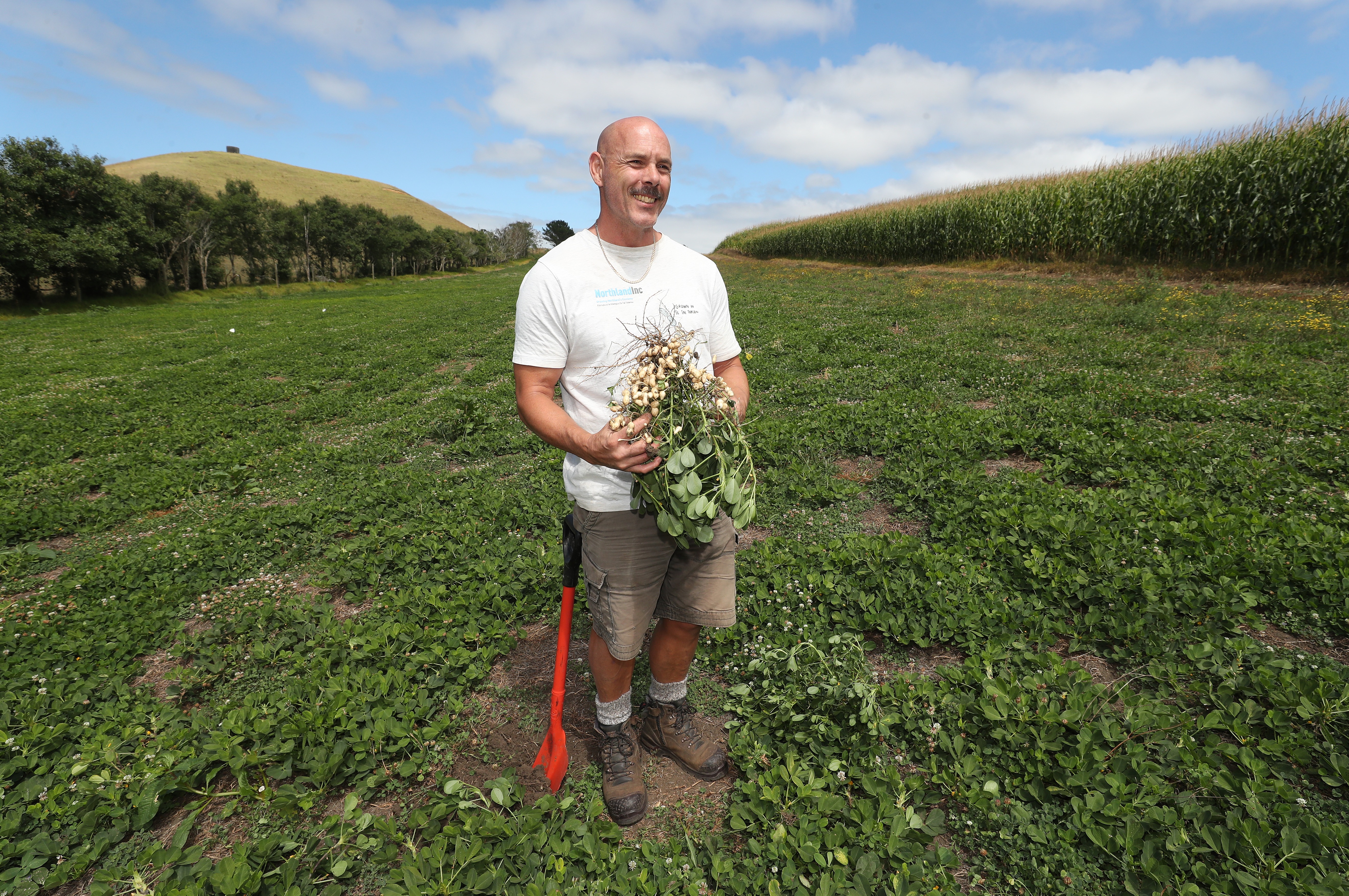 Project manager Greg Hall is happy with how this year's crop in Pouto looks. The left side is the irrigated side. Photo / Michael Cunningham