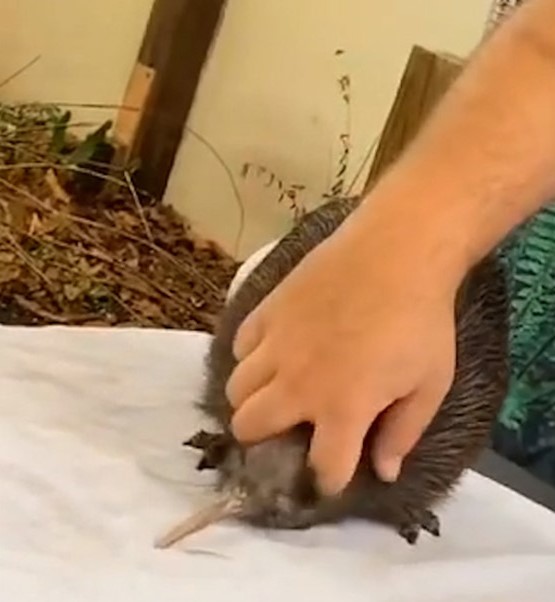 A video of a kiwi at a Miami Zoo has caused outrage online. Photo / Supplied