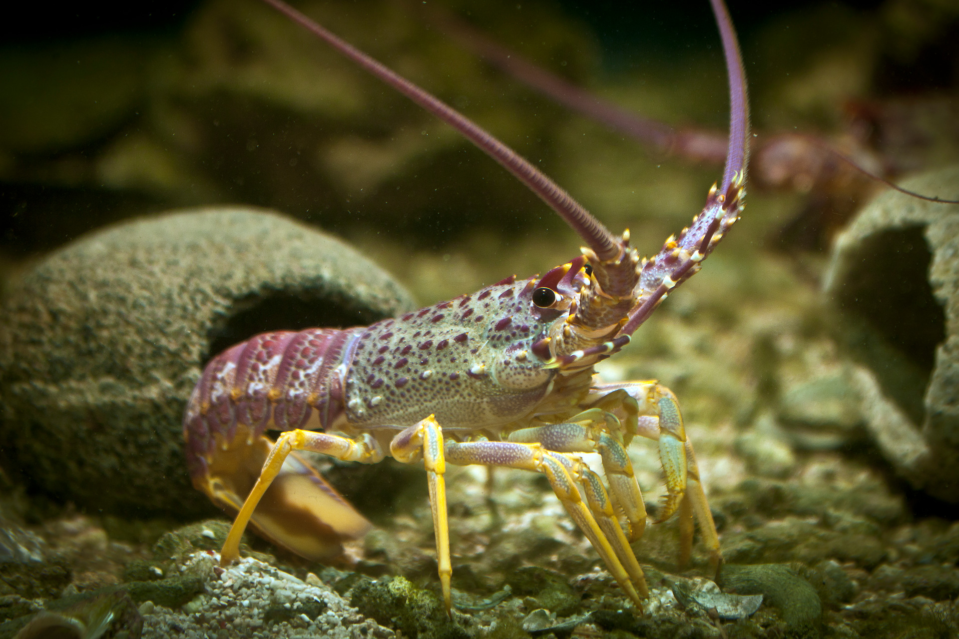 Kelp forests are important habitats for a range of ocean species, including koura (crayfish). Photo / Andrew Warner