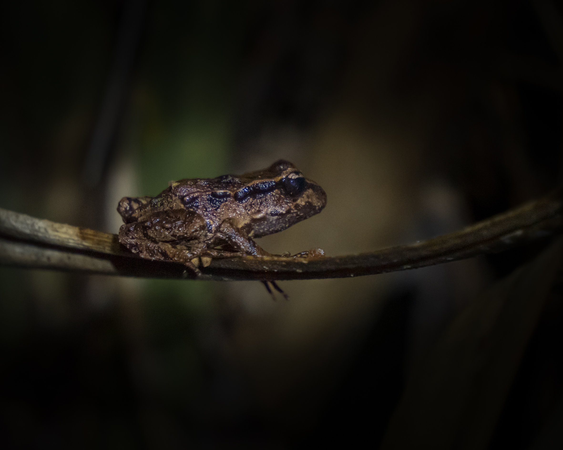 The native Archey's Frog is found only in certain areas of bush in Coromandel and King Country, including Wharekirauponga Forest. Photo / OceanaGold