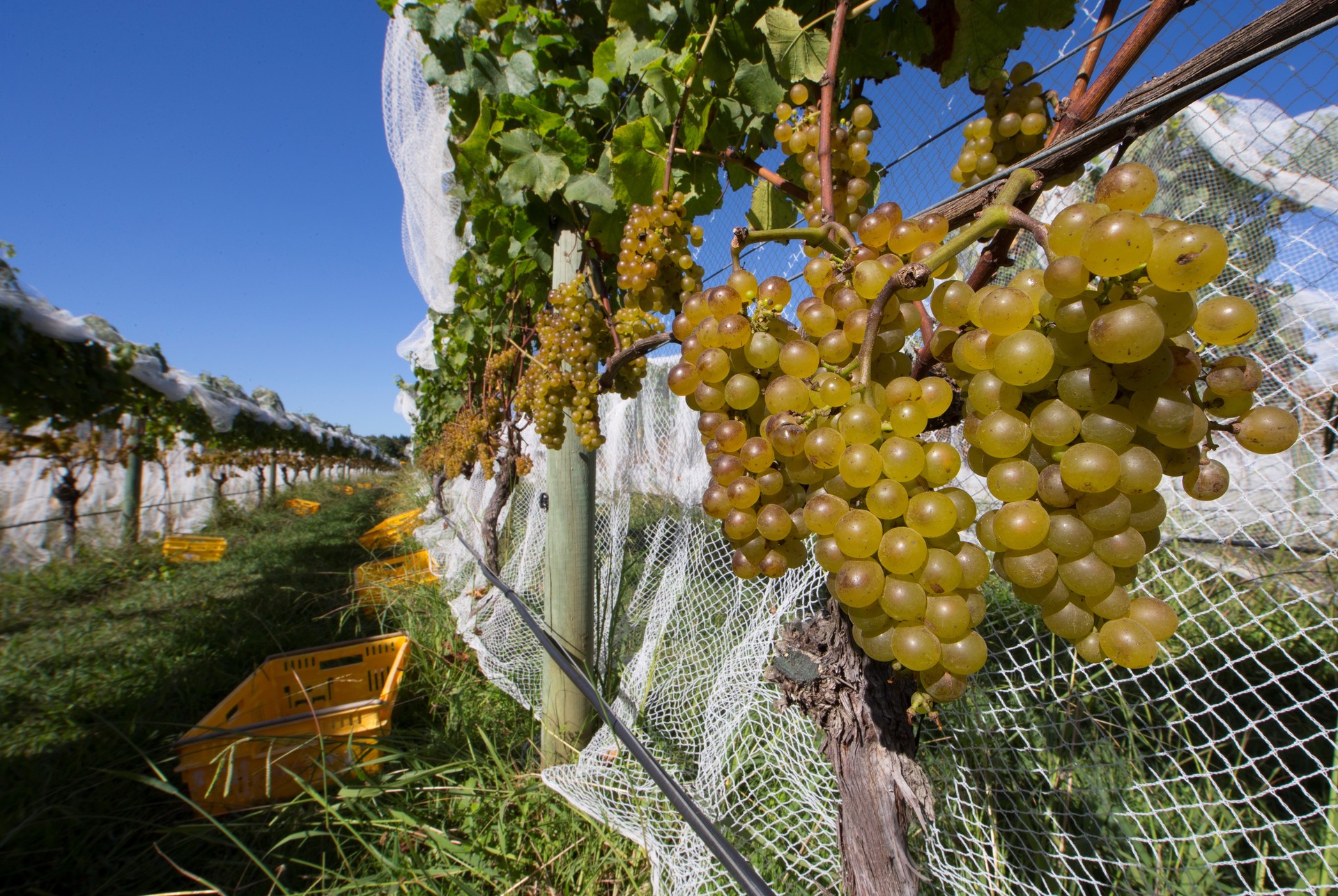 Chardonnay grapes await harvesting at the Villa Maria vineyard in Māngere. Photo / Brett Phibbs