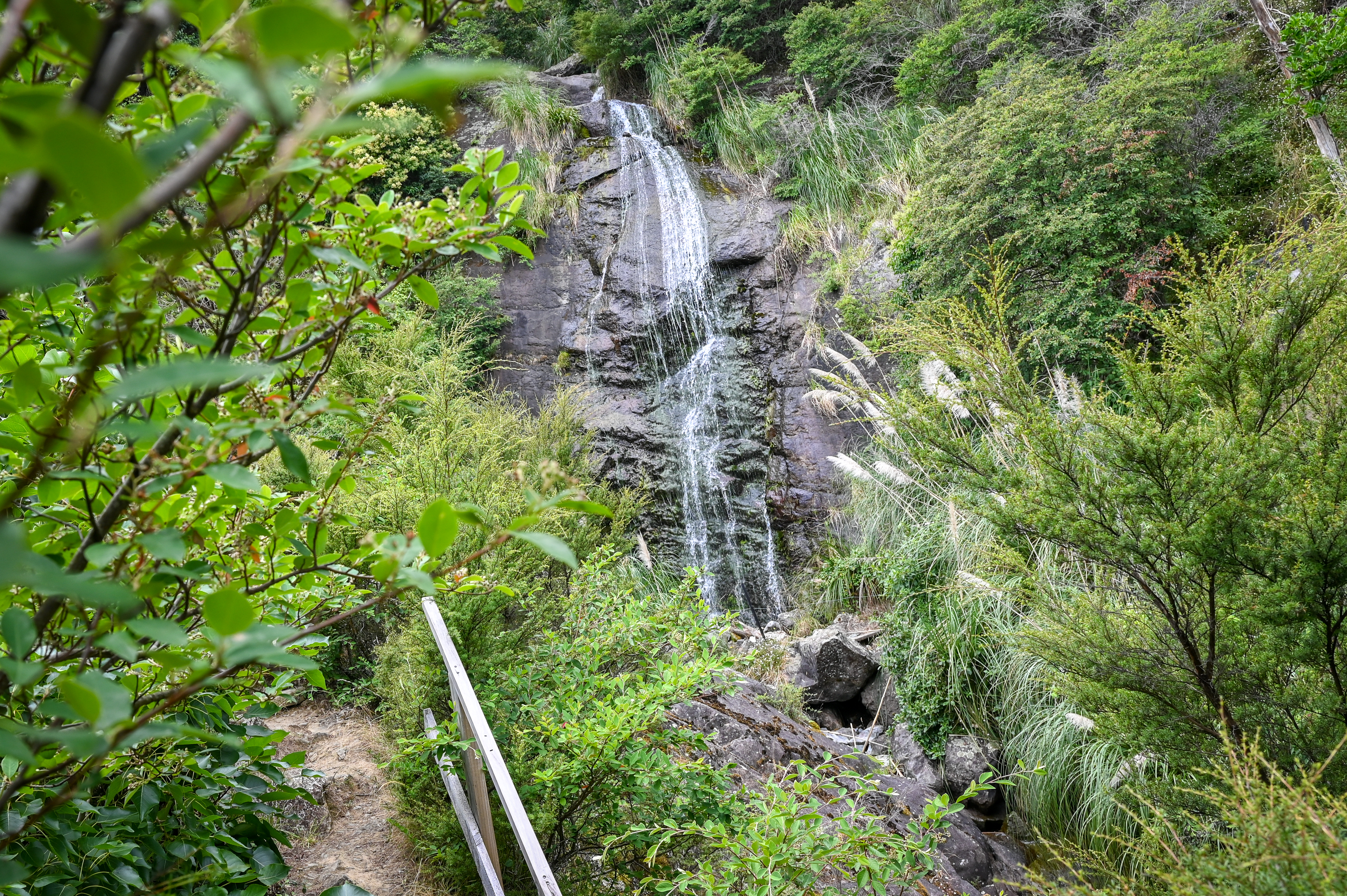 Tui Domain Track: An NZ hiking trail through forests, landscapes, and wildlife encounters, offering an all-in-one outdoor experience. Photo / Supplied