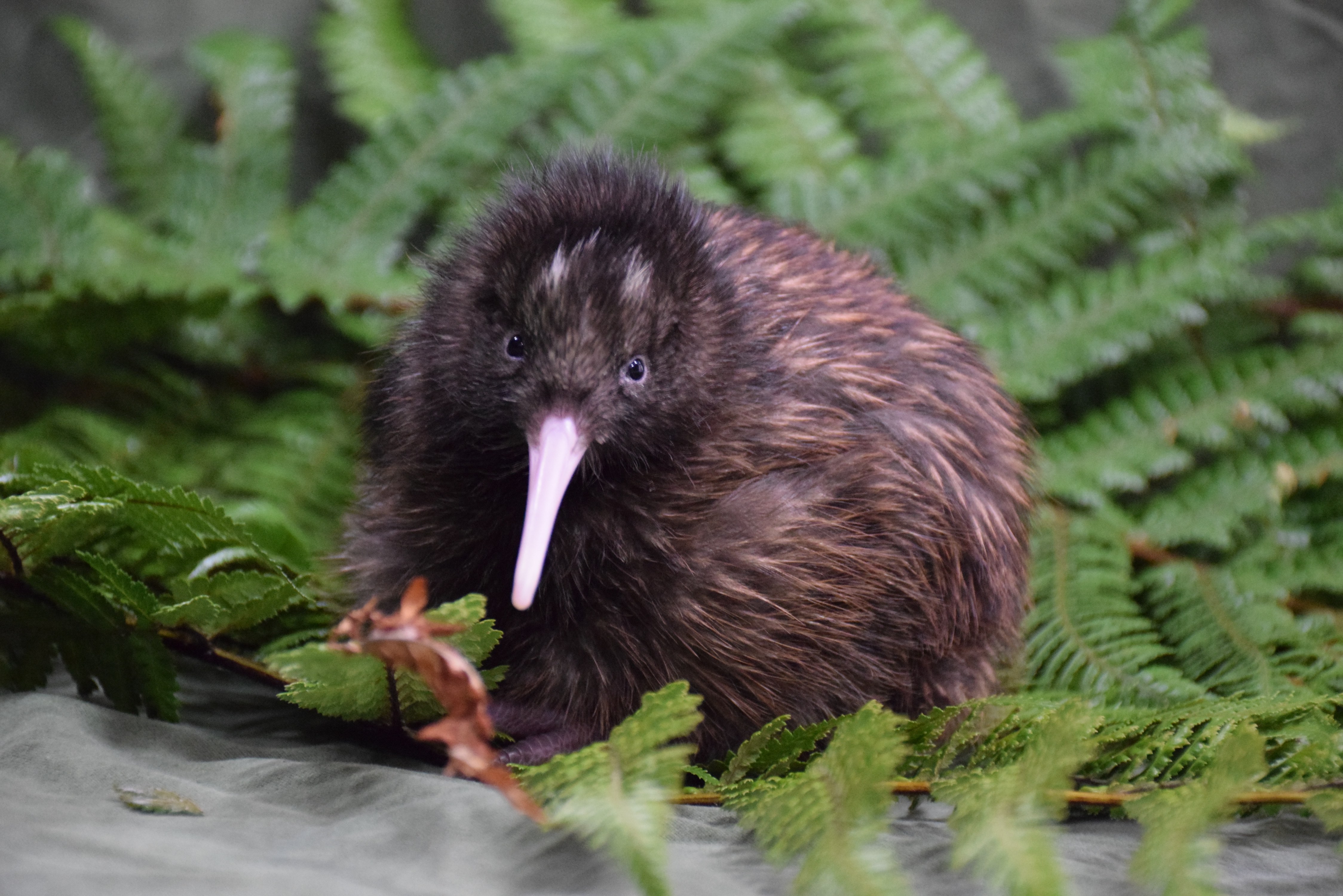 Kiwi don’t have a breastbone and are at particular risk from dogs, even if the dog does not intend to kill the bird, the lack of breastbone leaves them vulnerable to any bites