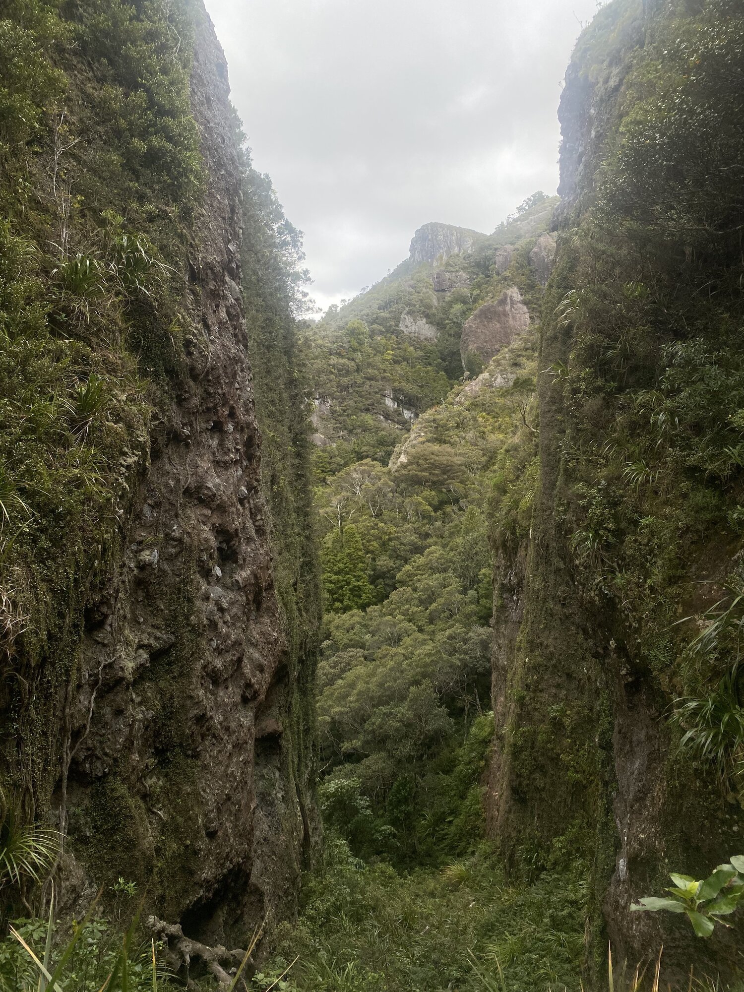 Windy Canyon is only a 15-minute hike from the main road. Photo / Joanna Wane