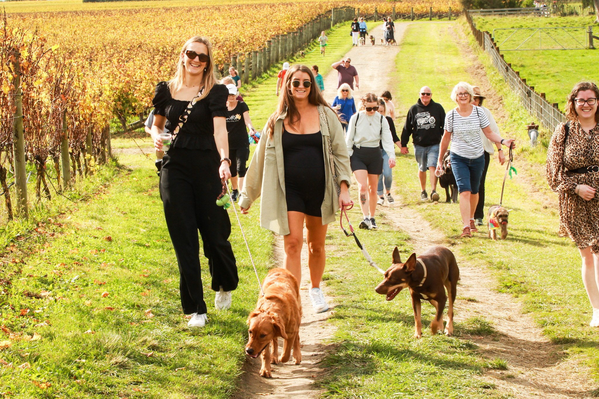Elise Yule and Sarah Tickner walking Remi and Clifford around the Wine Dogs circuit at Elephant Hill. Photo / Paul Taylor
