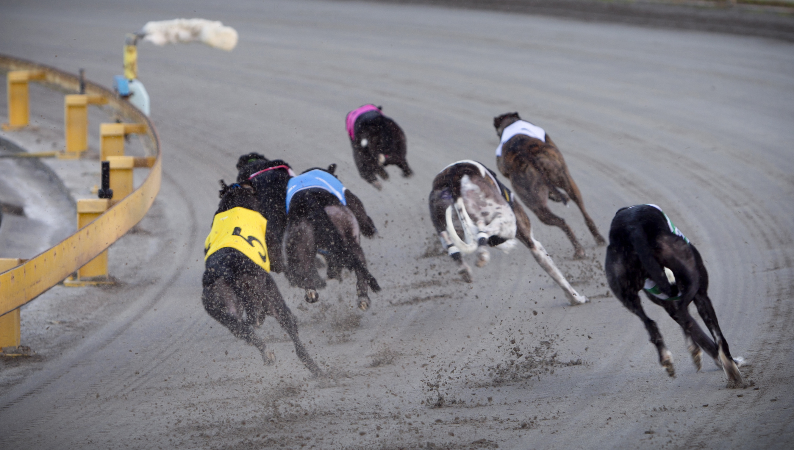 The SPCA and Greyhound Protection League want to see the back of the sport in New Zealand. Photo / Natalie Slade