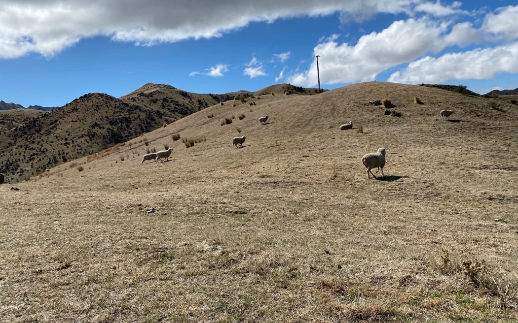 A drought was officially declared in the South Marlborough region last week. Photo / RNZ