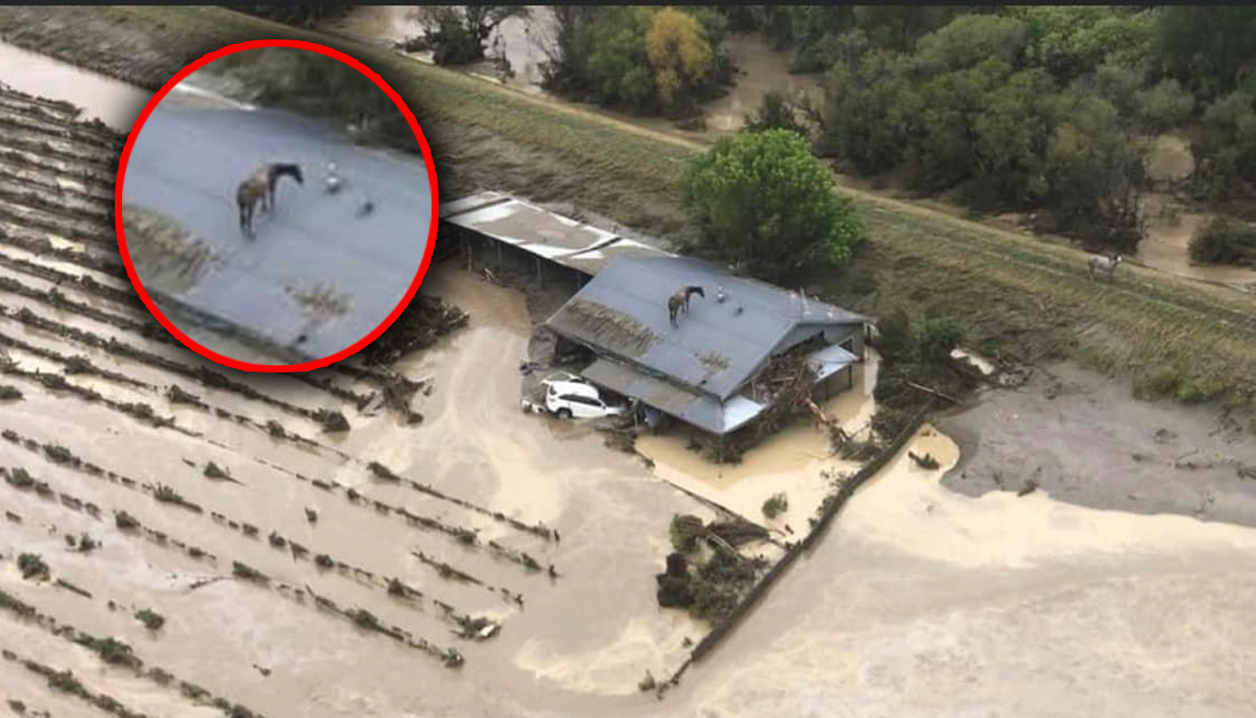 Aerial images show horse trapped on a roof after flooding in Hawke's Bay