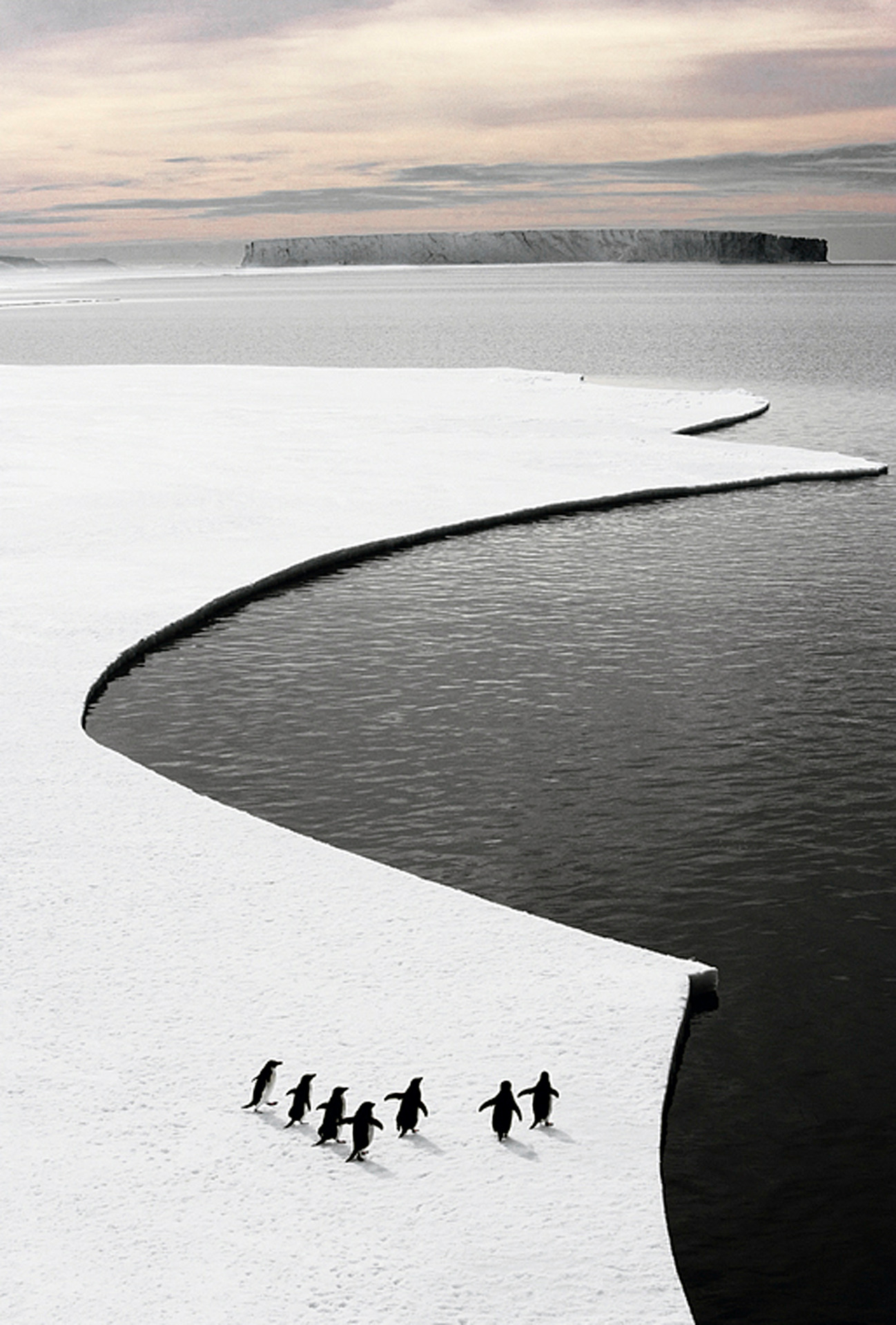Gradual shifts in the emperor penguin's icy habitat has left scientists increasingly concerned for their future. / John Weller
