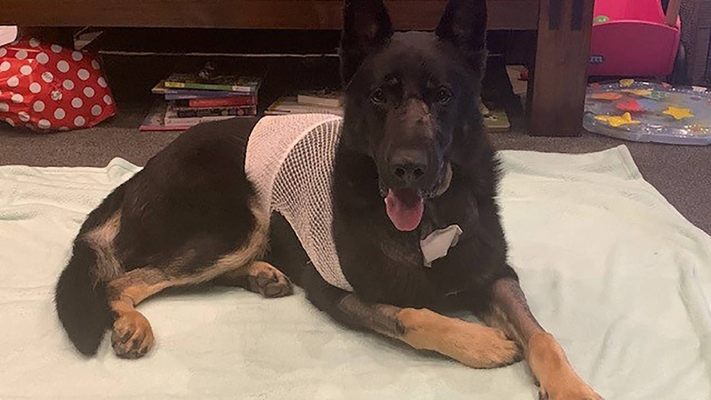 Arnie recovering from his near-fatal gunshot wound.