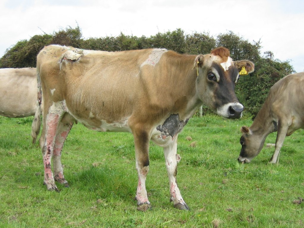 Facial eczema cattle Telegraph
