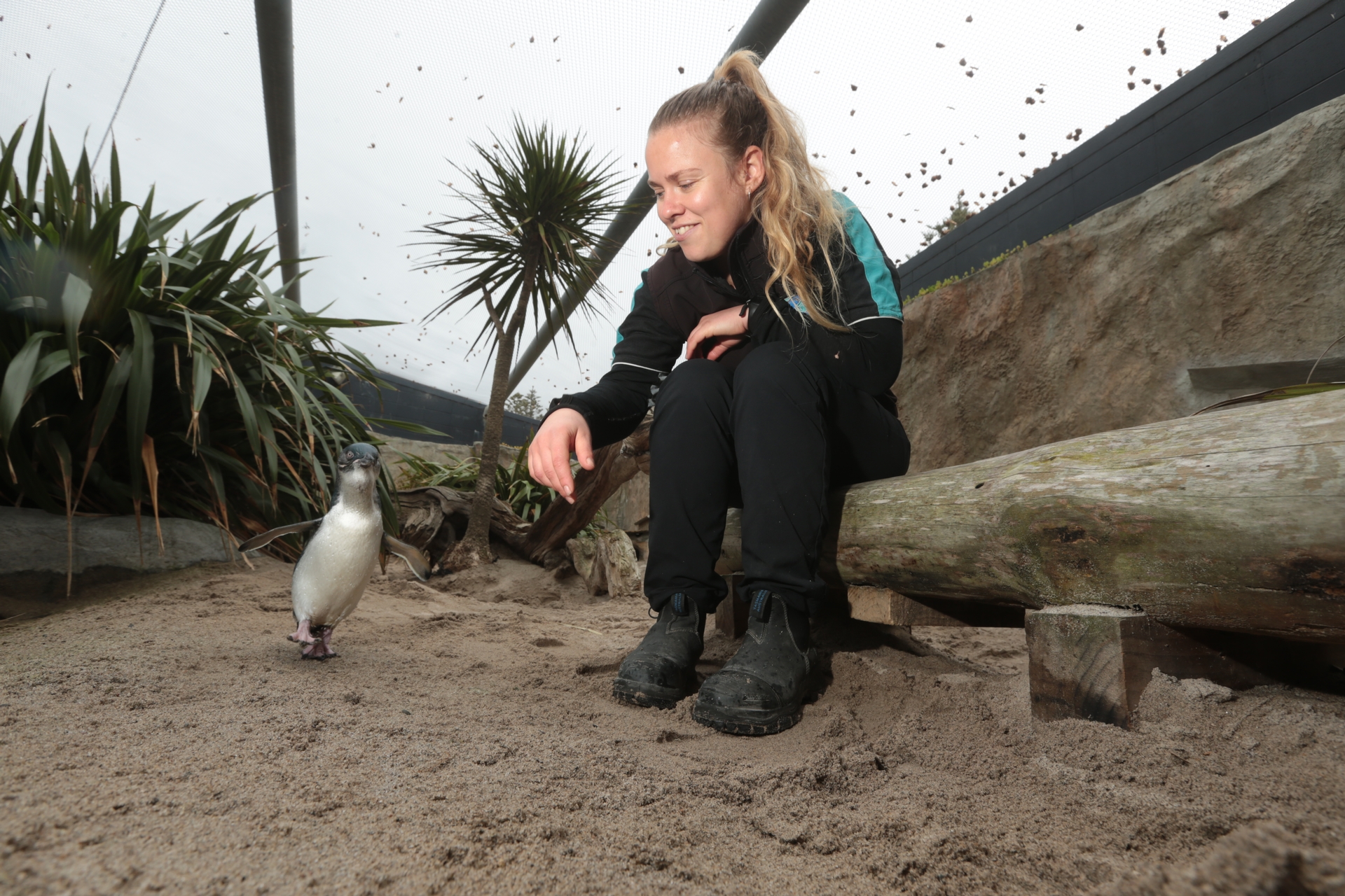 National Aquarium's Penguin of the Year 2021: Newcomer Marina out
