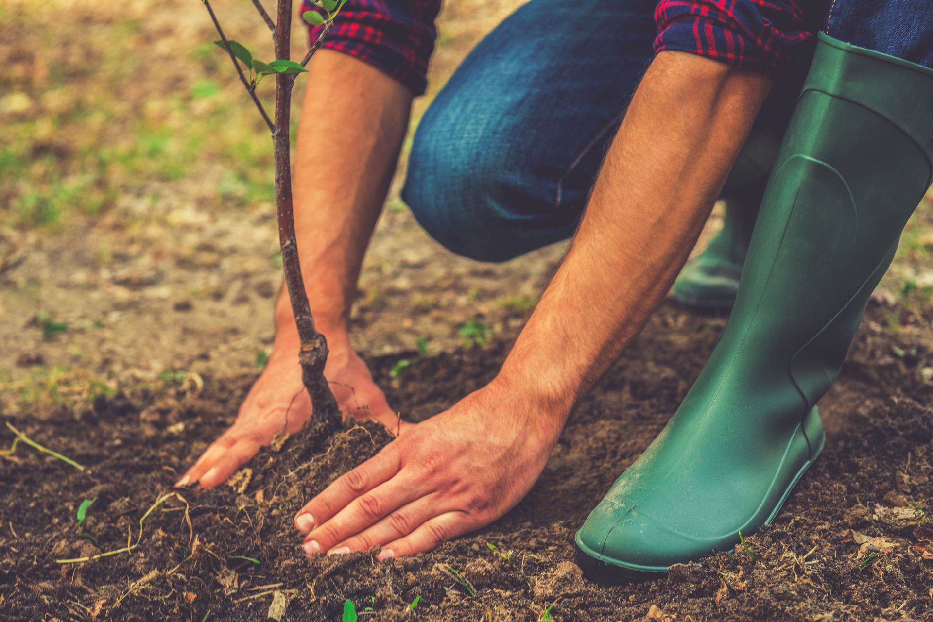 Planting a tree only mitigates the carbon lost from another tree that no longer exists, writes Mike Joy. Photo / 123RF