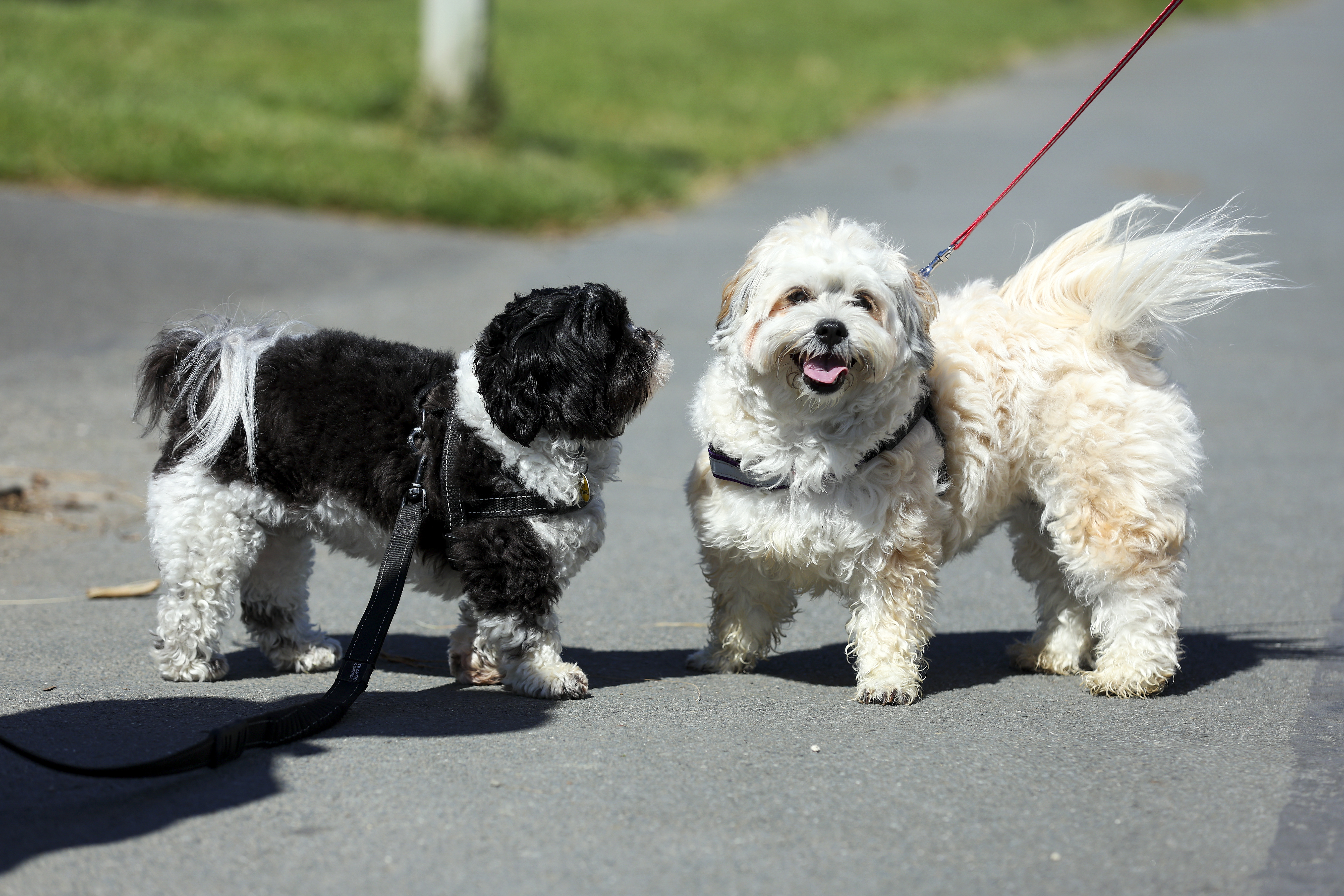 Whispering water hot sale havanese