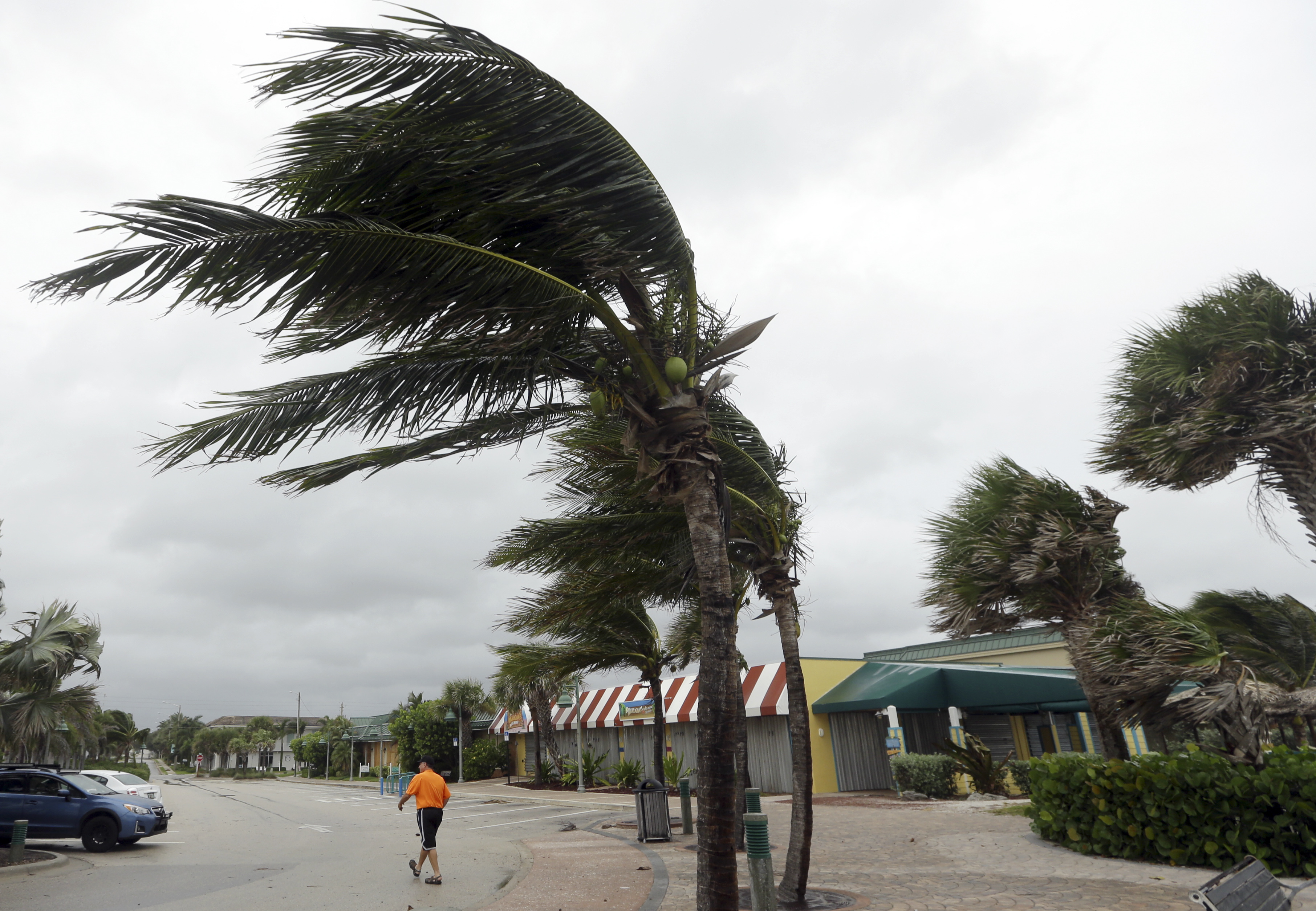 Palm trees sway in high gusts of wind in Vero Beach, Florida. Photo / AP