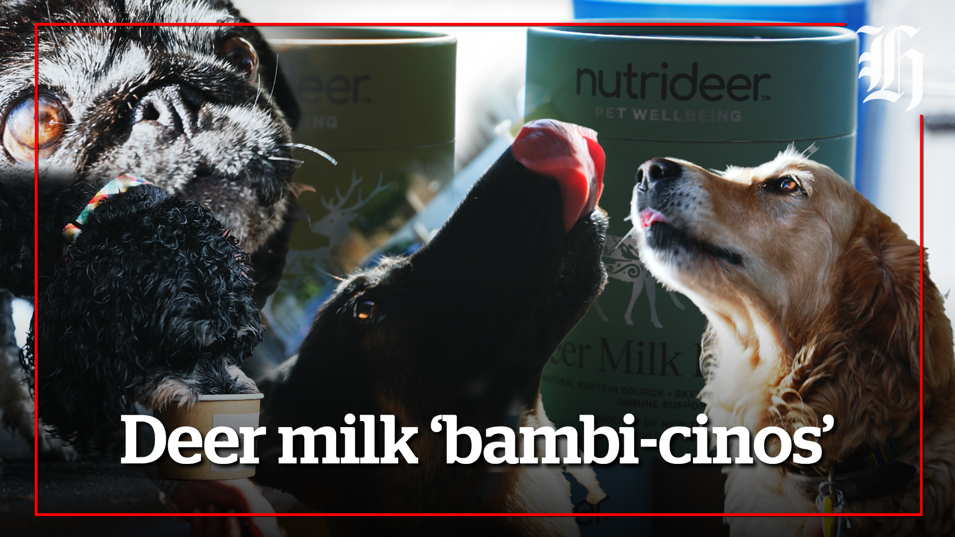 Dogs get a taste for deer milk 'bambi-cinos' as owners celebrate