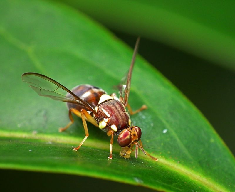 The find of Queensland fruit flies led to a wide hunt and fears they could impact on the country's horticulture industry. Photograph / MPI